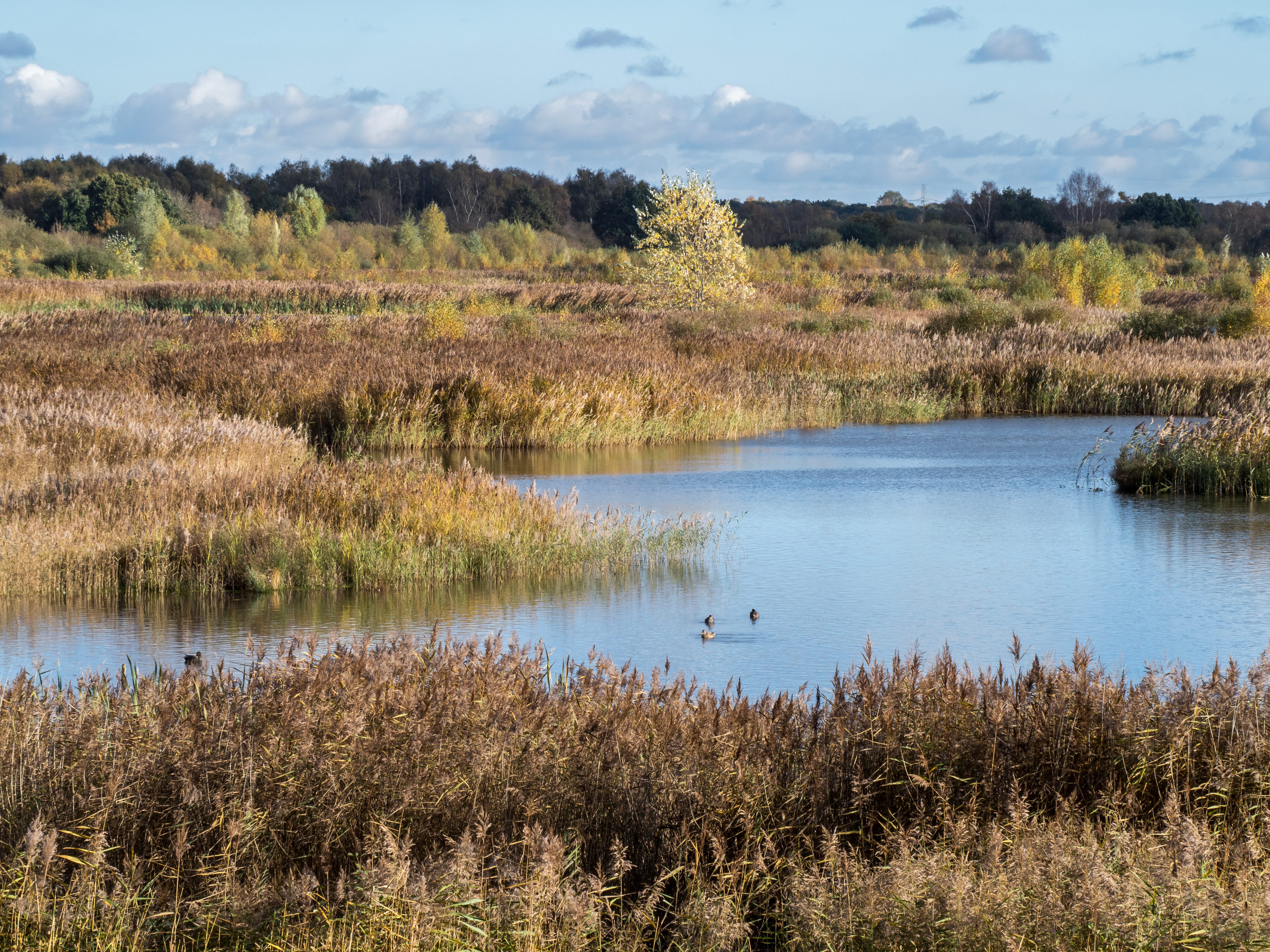 View over reed beds and a pond with ducks.  There are trees in the background, and a blue cloudy sky overhead.