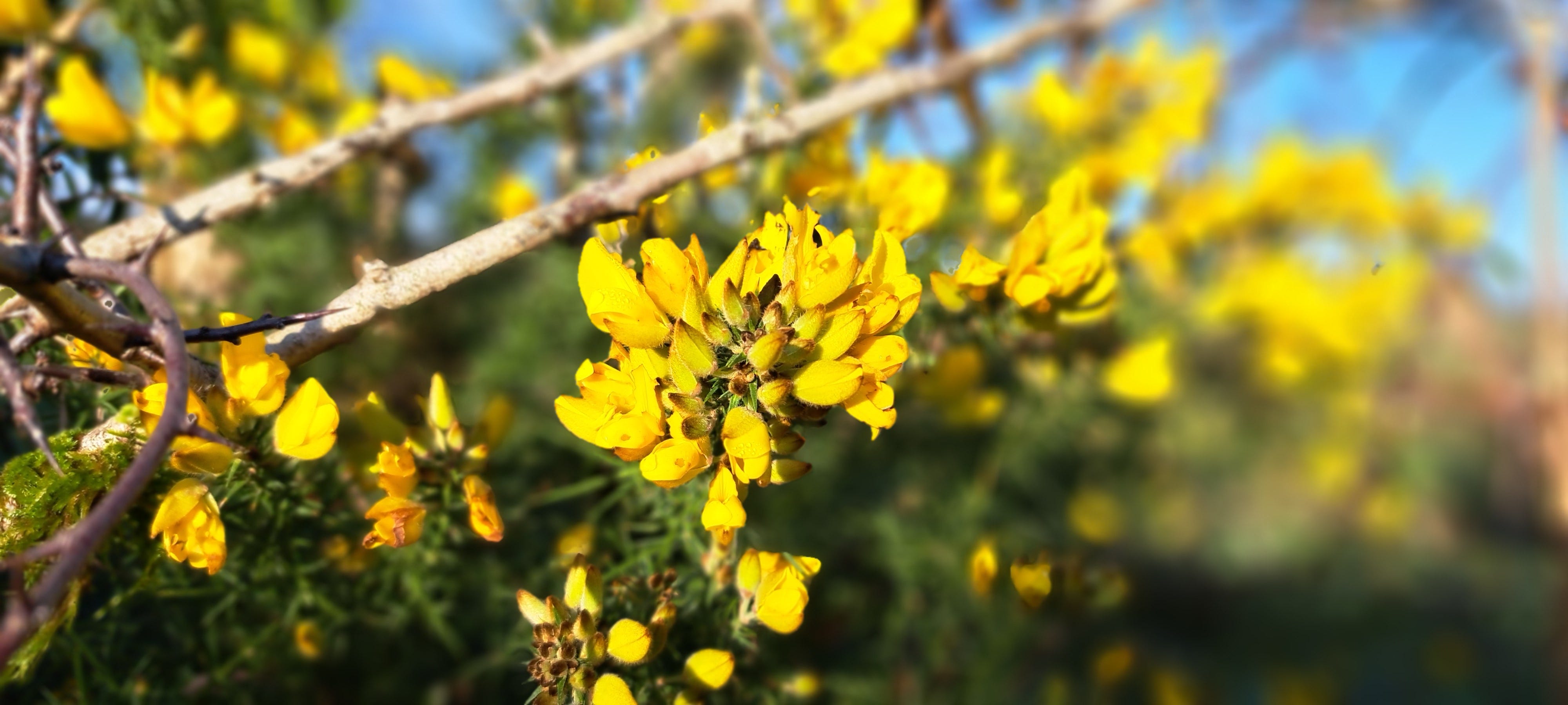 A close up image of golden-yellow gorse flowers