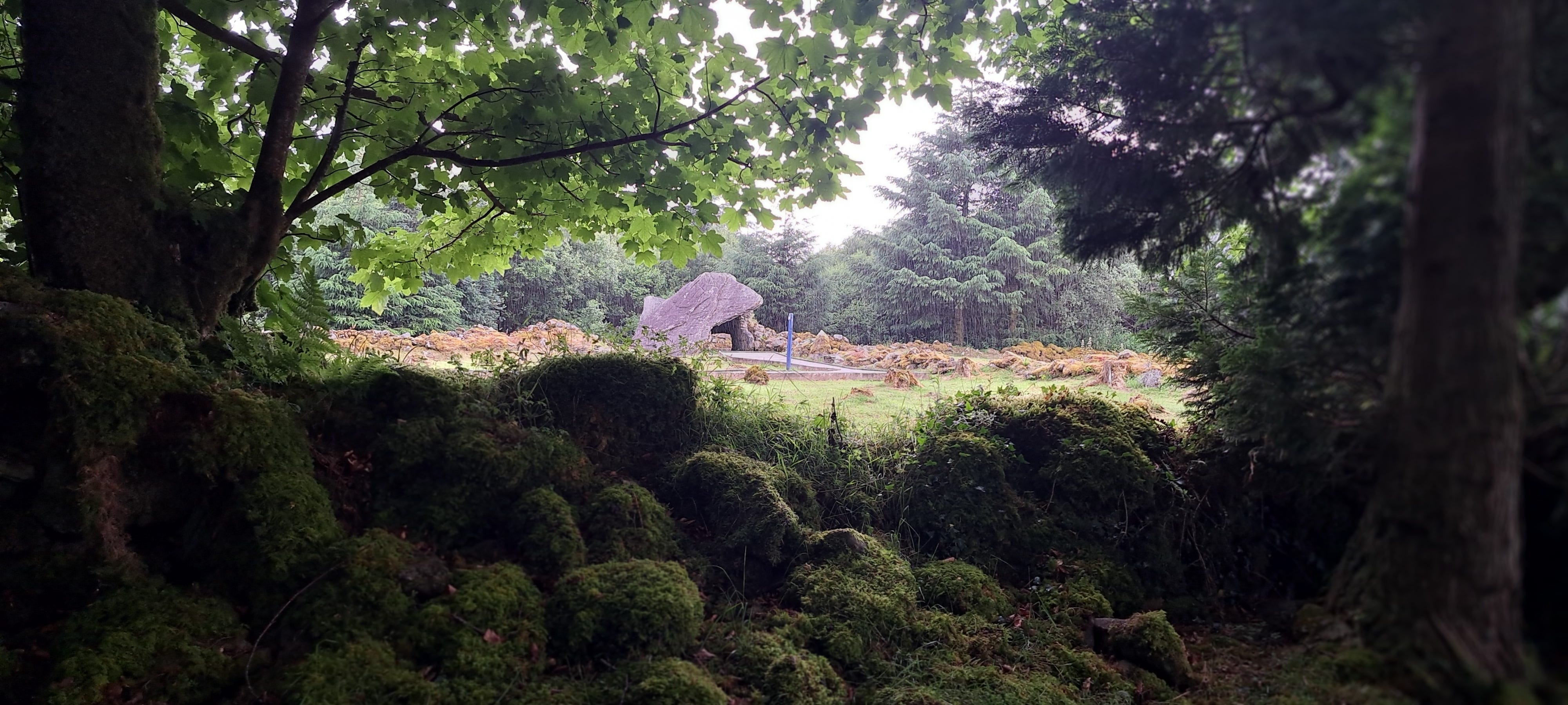 The Calf's Dolmen glimpsed above a mossy tumbled stone wall in a gap between overgrown tree branches.