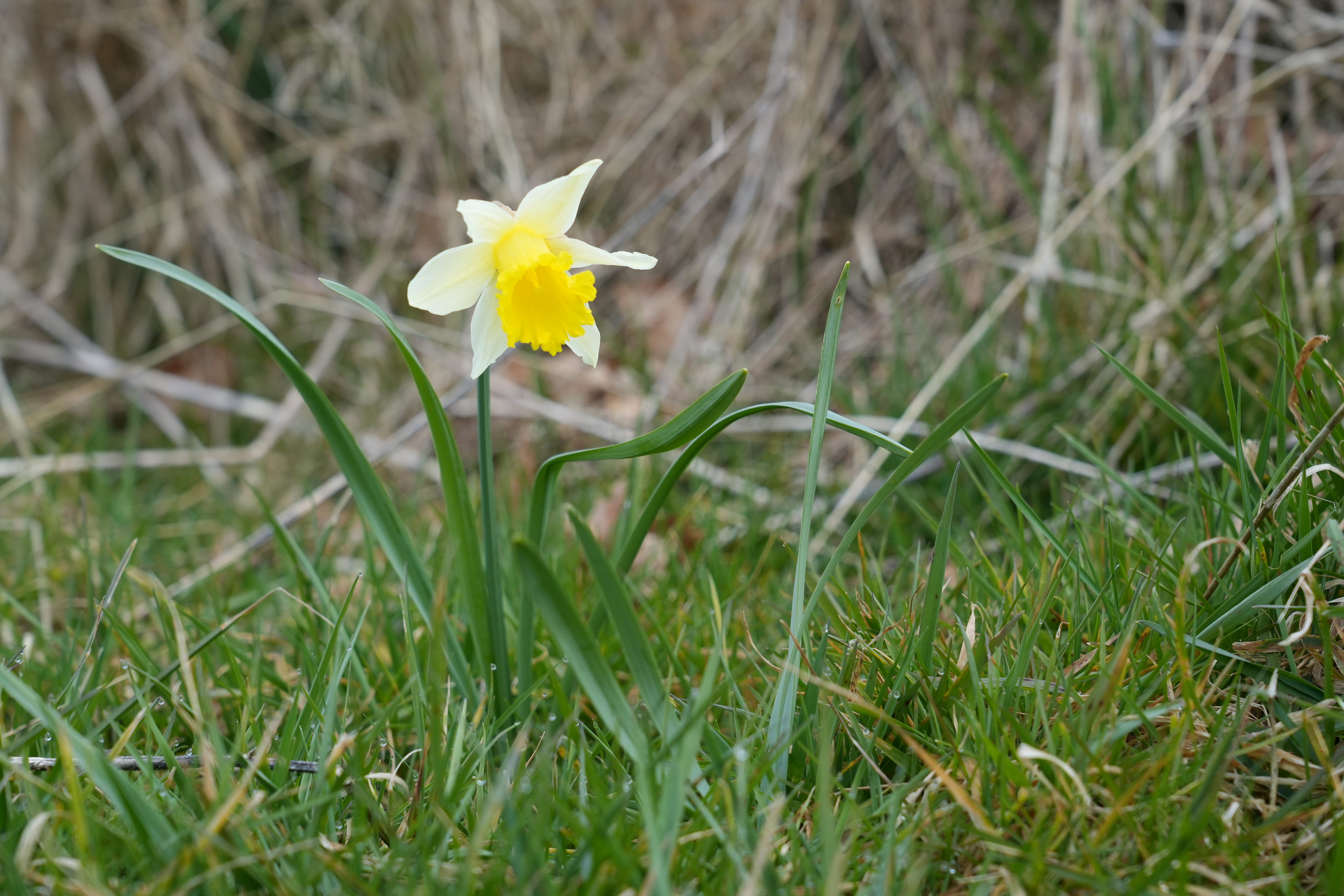 Narcissus pseudonarcissus growing on the edge of our allotment and top meadow