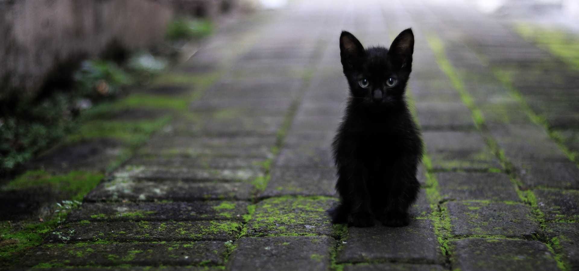 photo of black kitten missing her mother