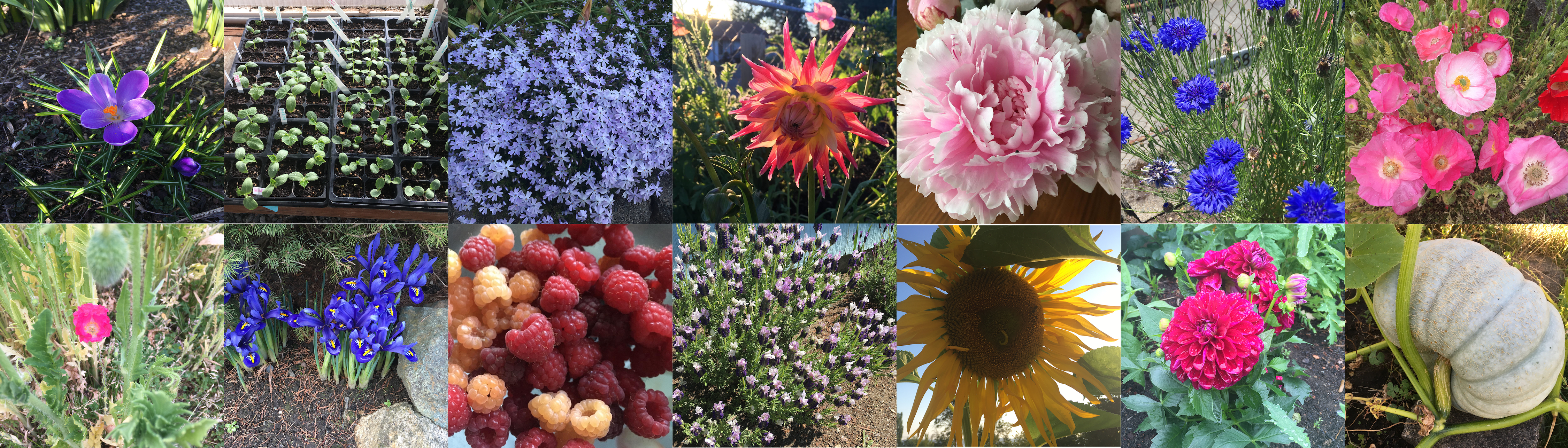 An array of fourteen photos of flowers, fruit and vegetables taken from Spring to Autumn in 2021. 