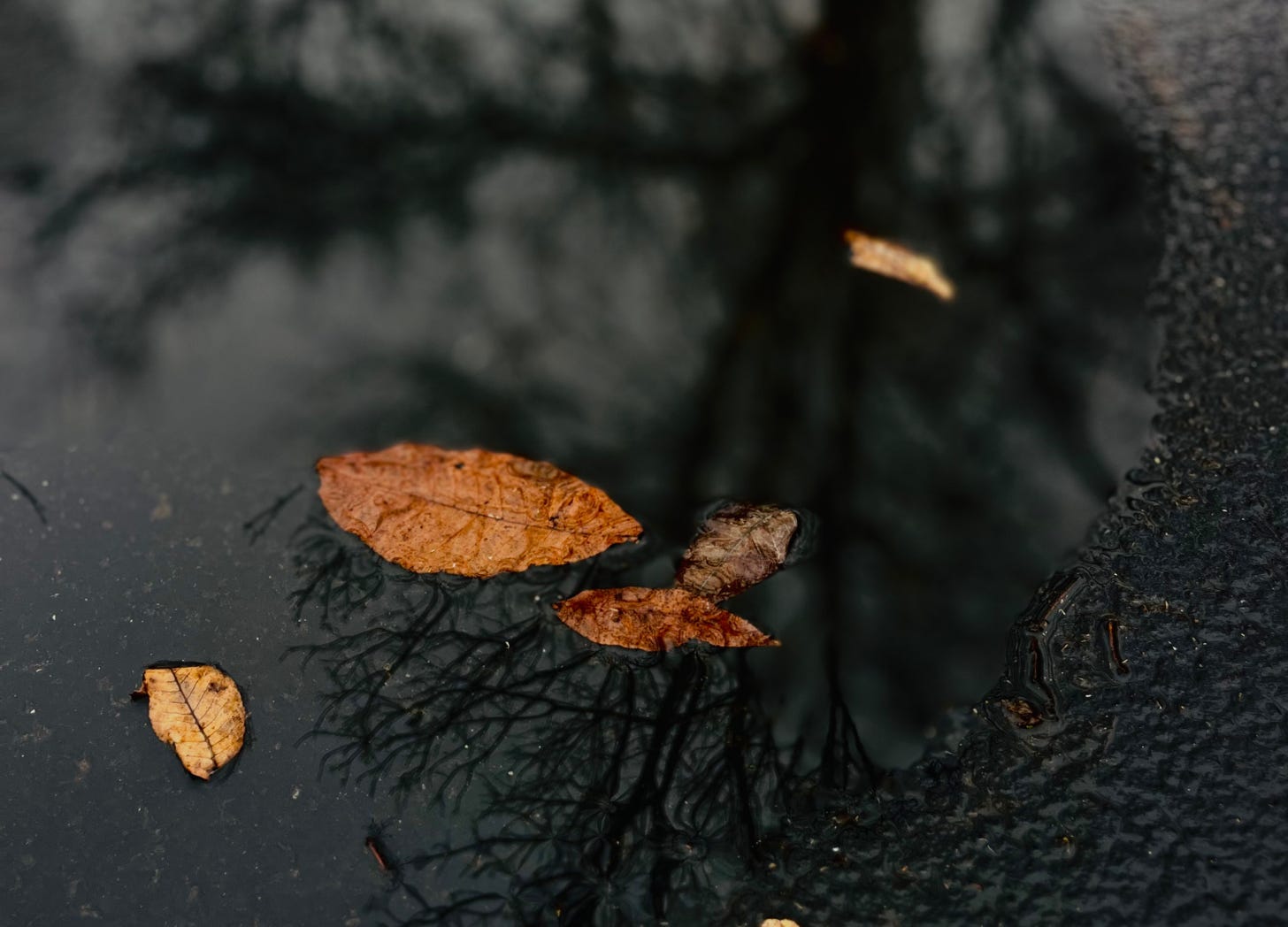 Close-up of fallen brown leaves floating on a dark puddle with a reflection of bare tree branches on the water's surface