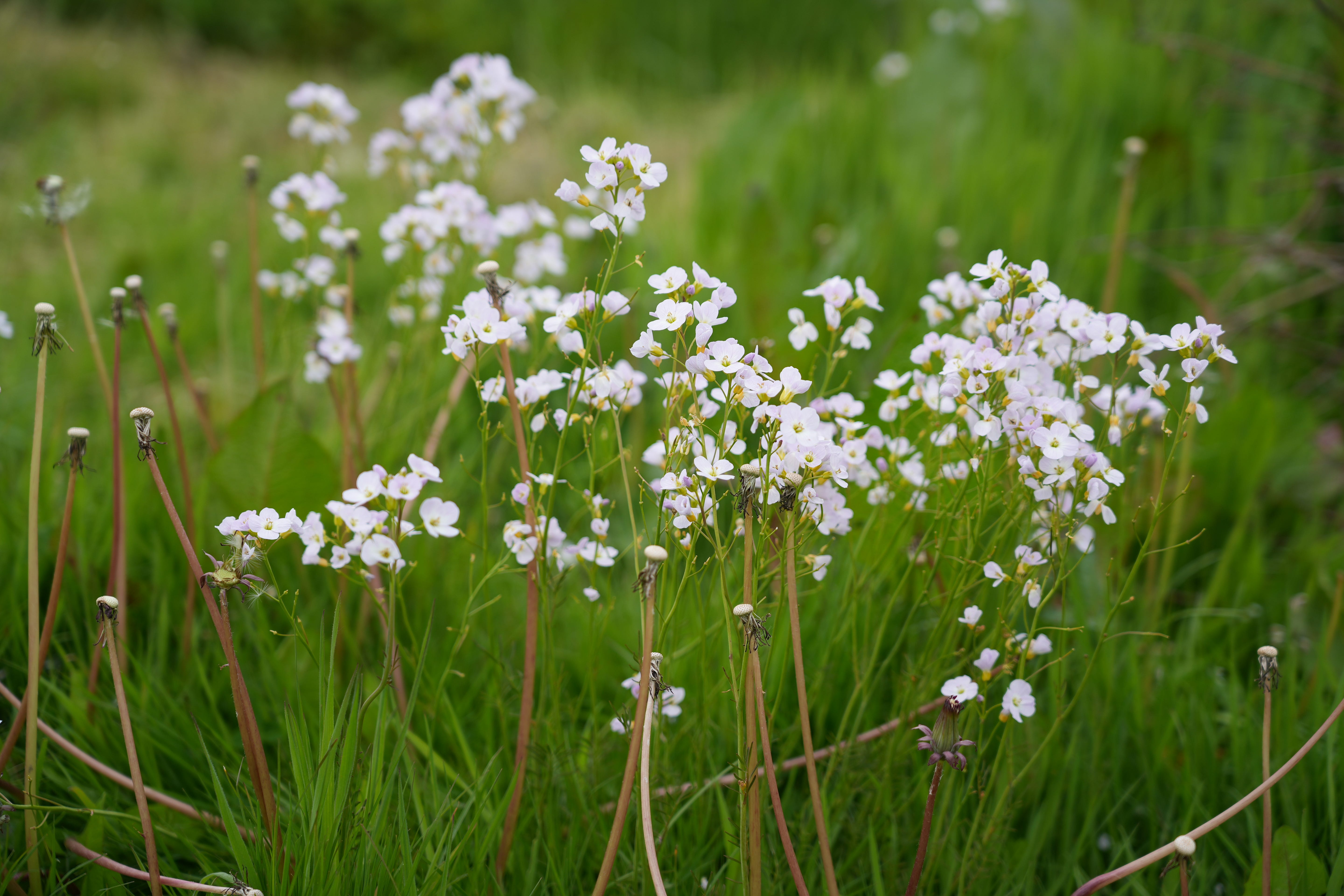 Cuckoo flower, Cardamine pratensis, in full flower in the rough grass of our chicken area