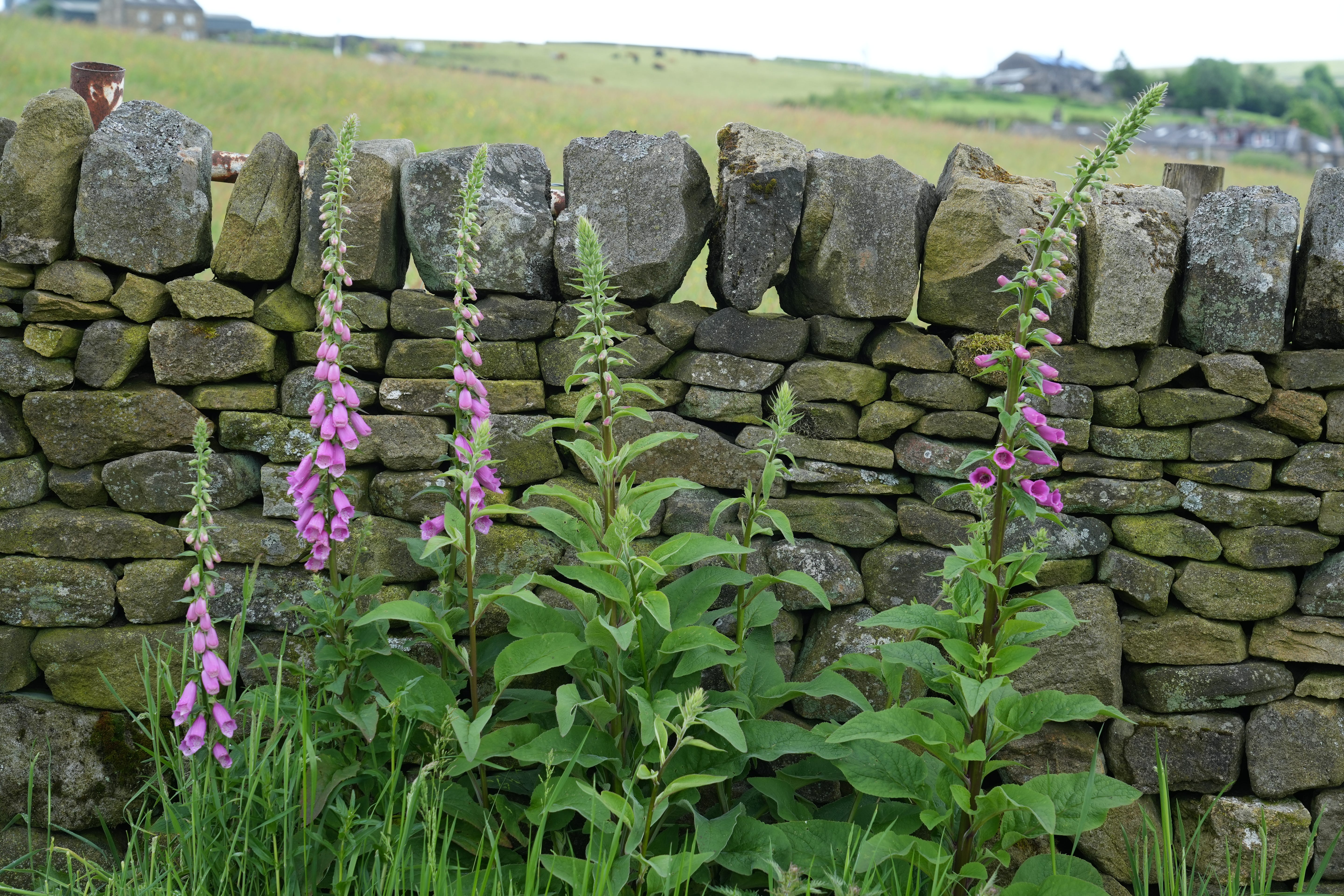 Wild Digitalis purpurea growing next to one of our walls in the chicken area of our farm