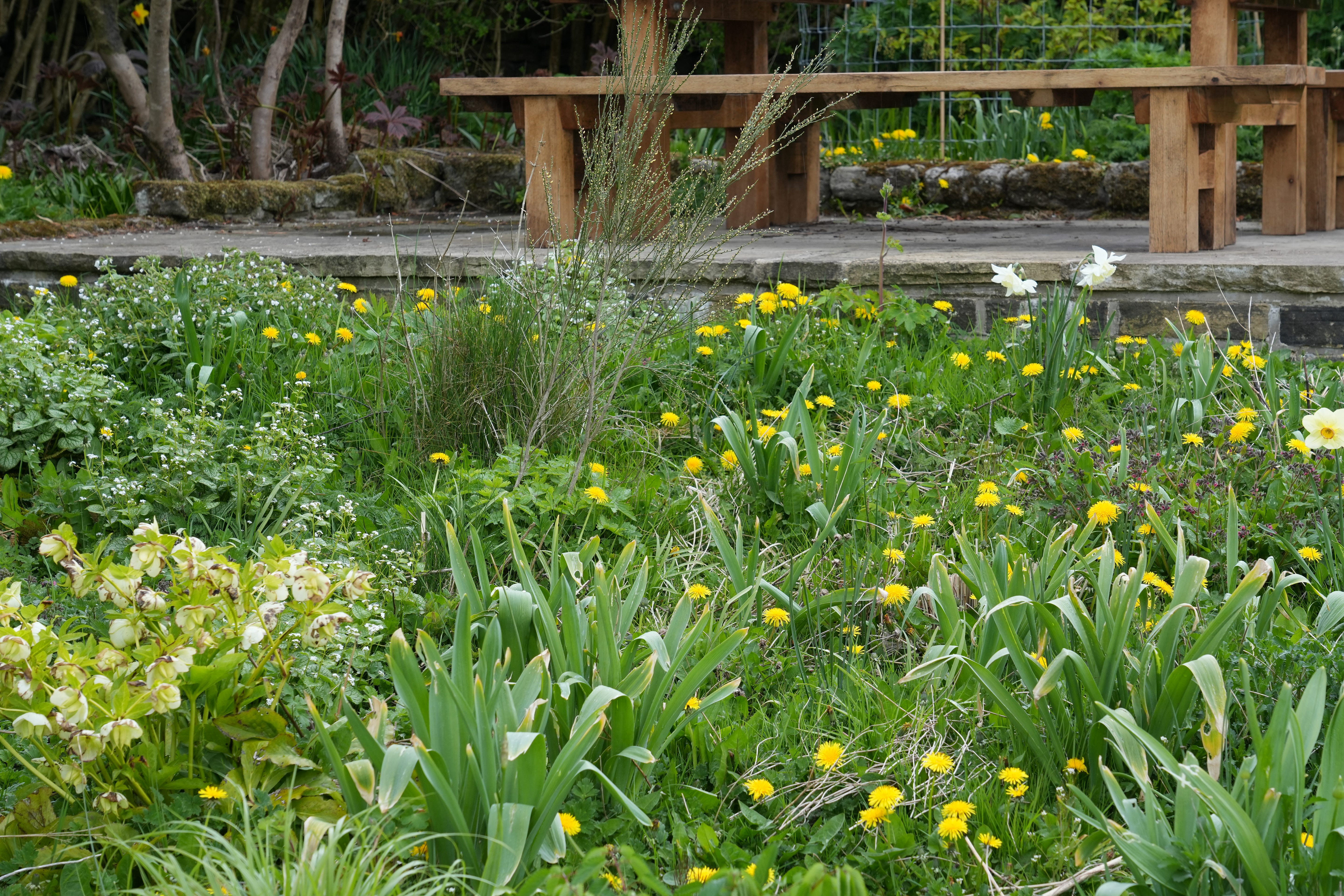 Our dandelion ocean around the patio