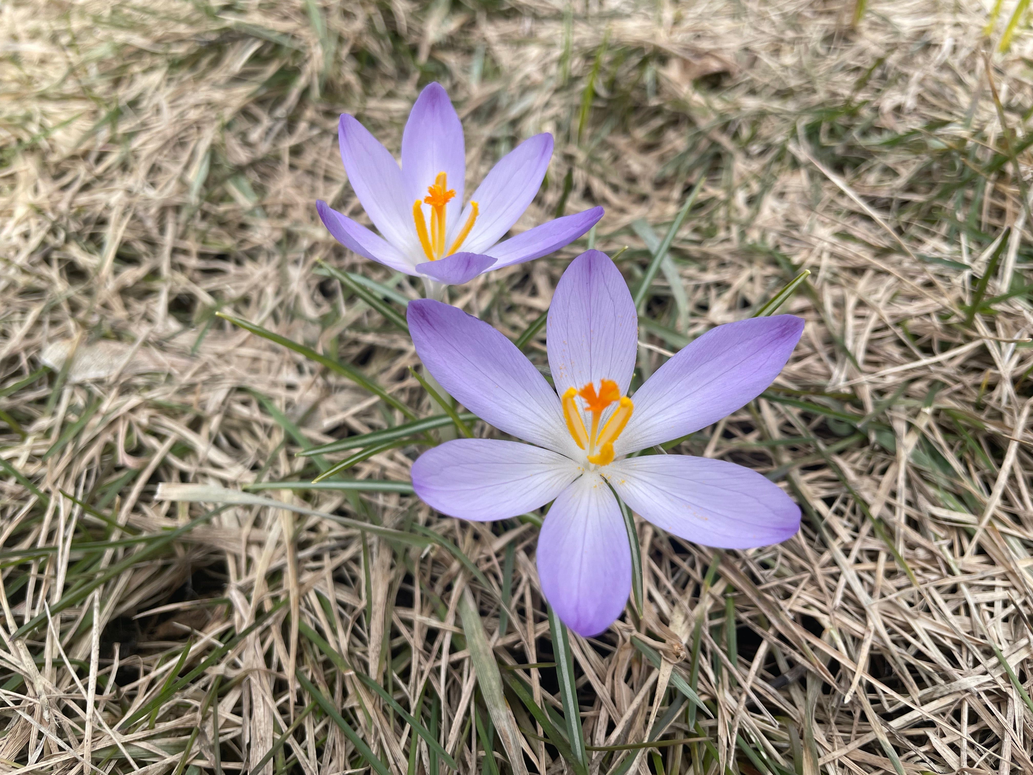 two small pale purple flowers with yellow centerse poking up from a bed of dried grass