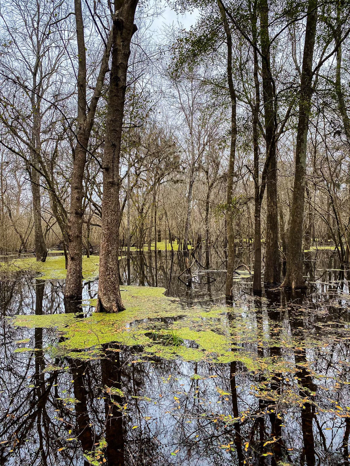 Cypress trees growing in swamp reflecting in green water