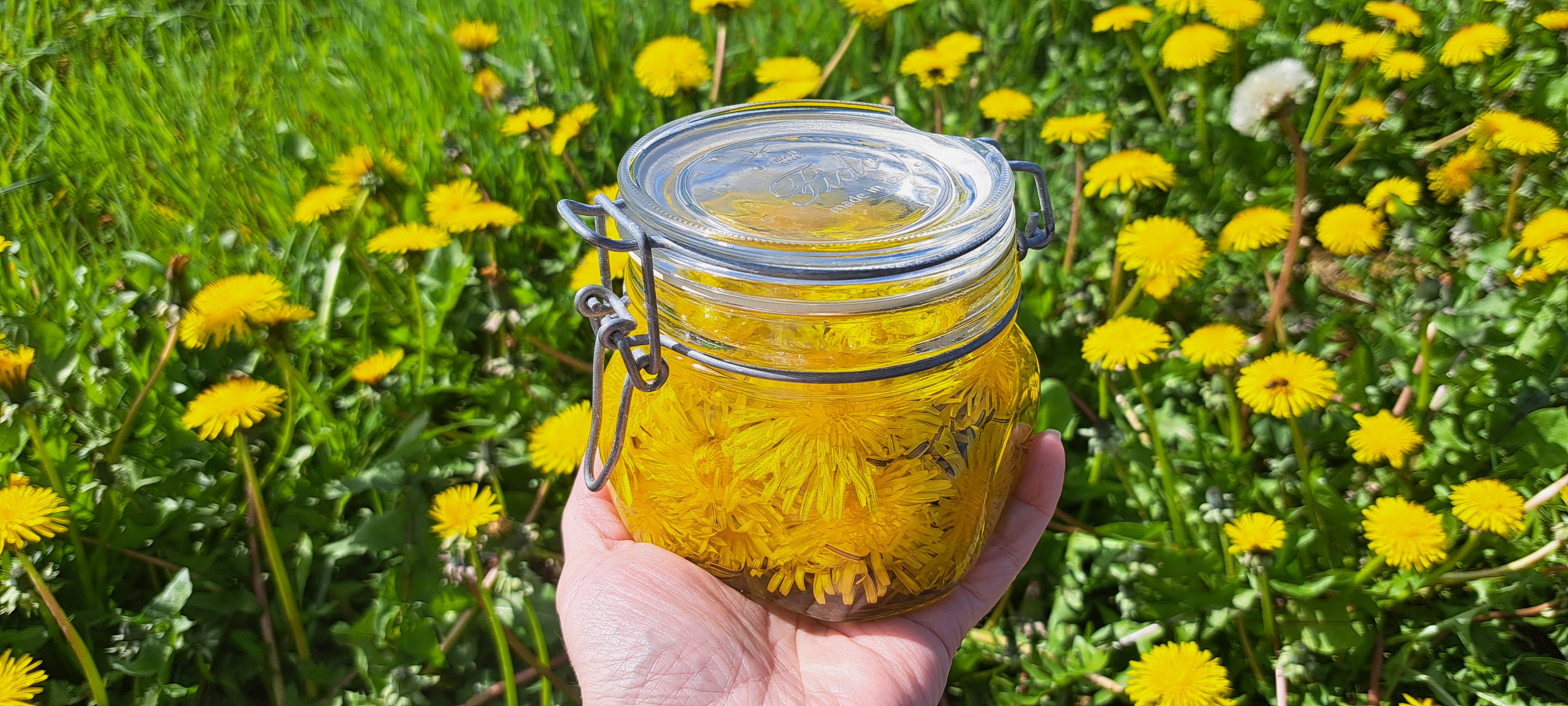 A glass jar containing yellow dandelion flowers and sunflower oil held in my hand over a patch of dandelions growing in my garden.