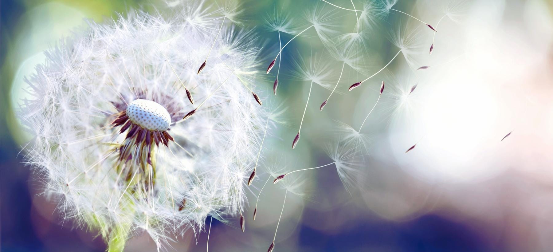 Image of dandelion thistle blowing away