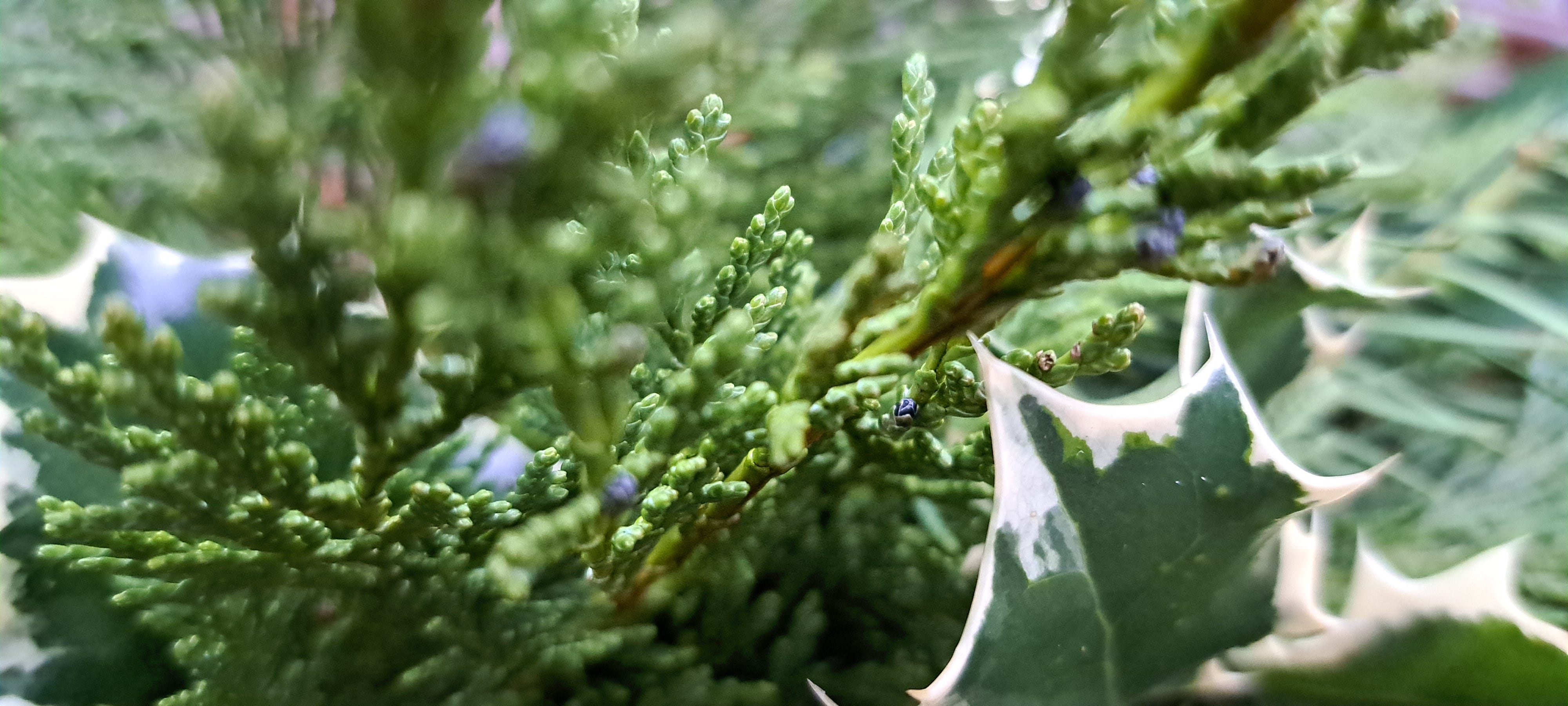 A close-up image of various winter green plants to make my dooe wreath including holly, yew, iand purple-black ivy berries.