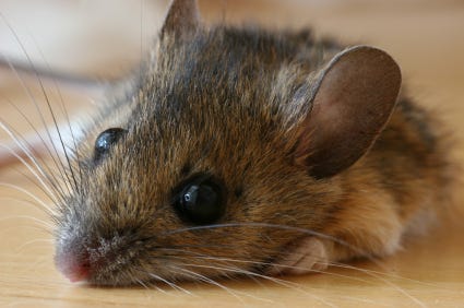 Image of sweet deer mouse face