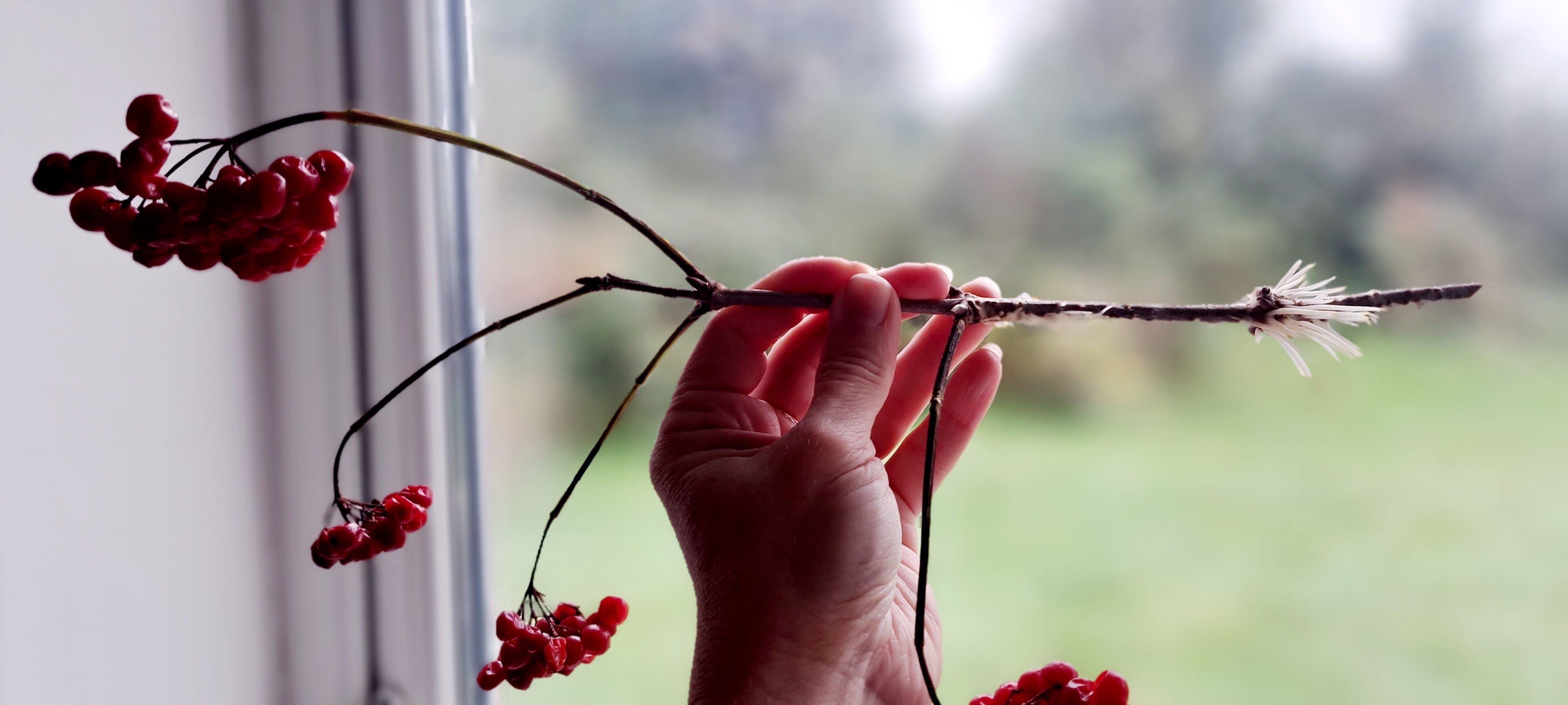 My hand holding up a slender leafless brance with several clusters of re berries to the left, with a cluster of white rootlets sprouting from the bottom of its stem to the right of the image.