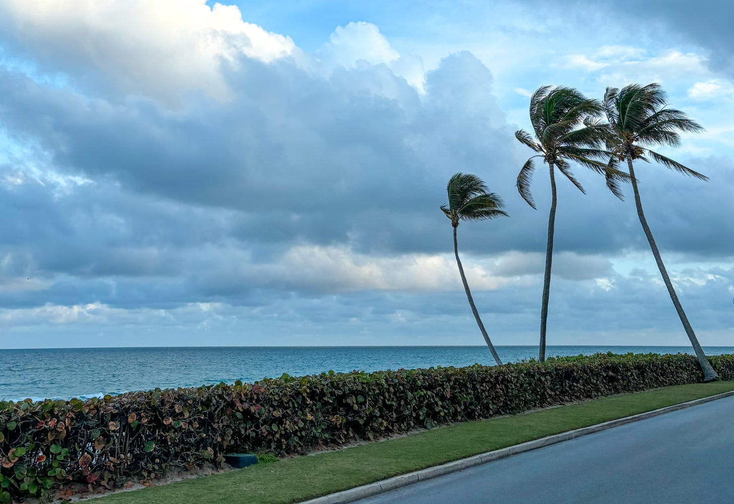 Cloudy sky and blue ocean with three palm trees blowing in the wind