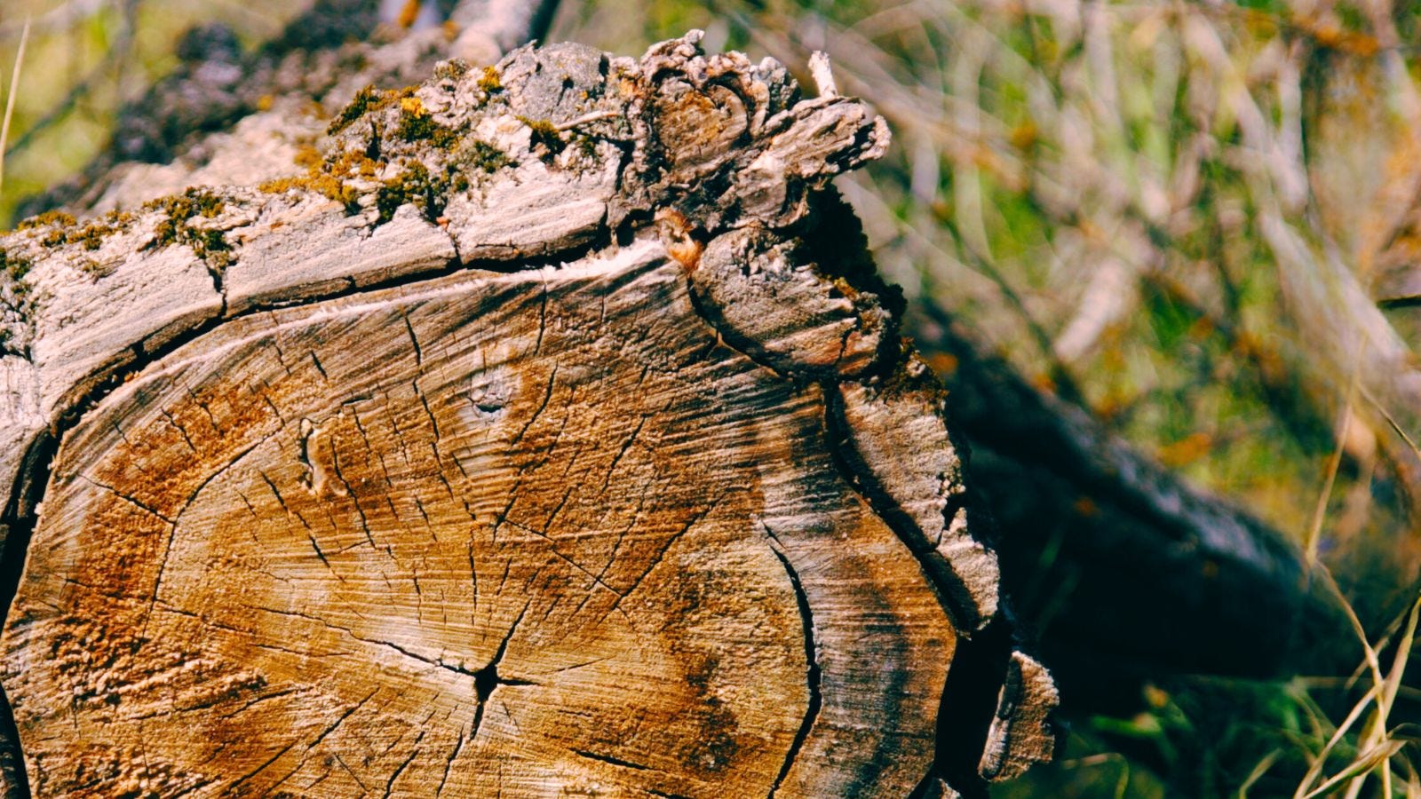 Oak log with rings and tiny heart shape in bark