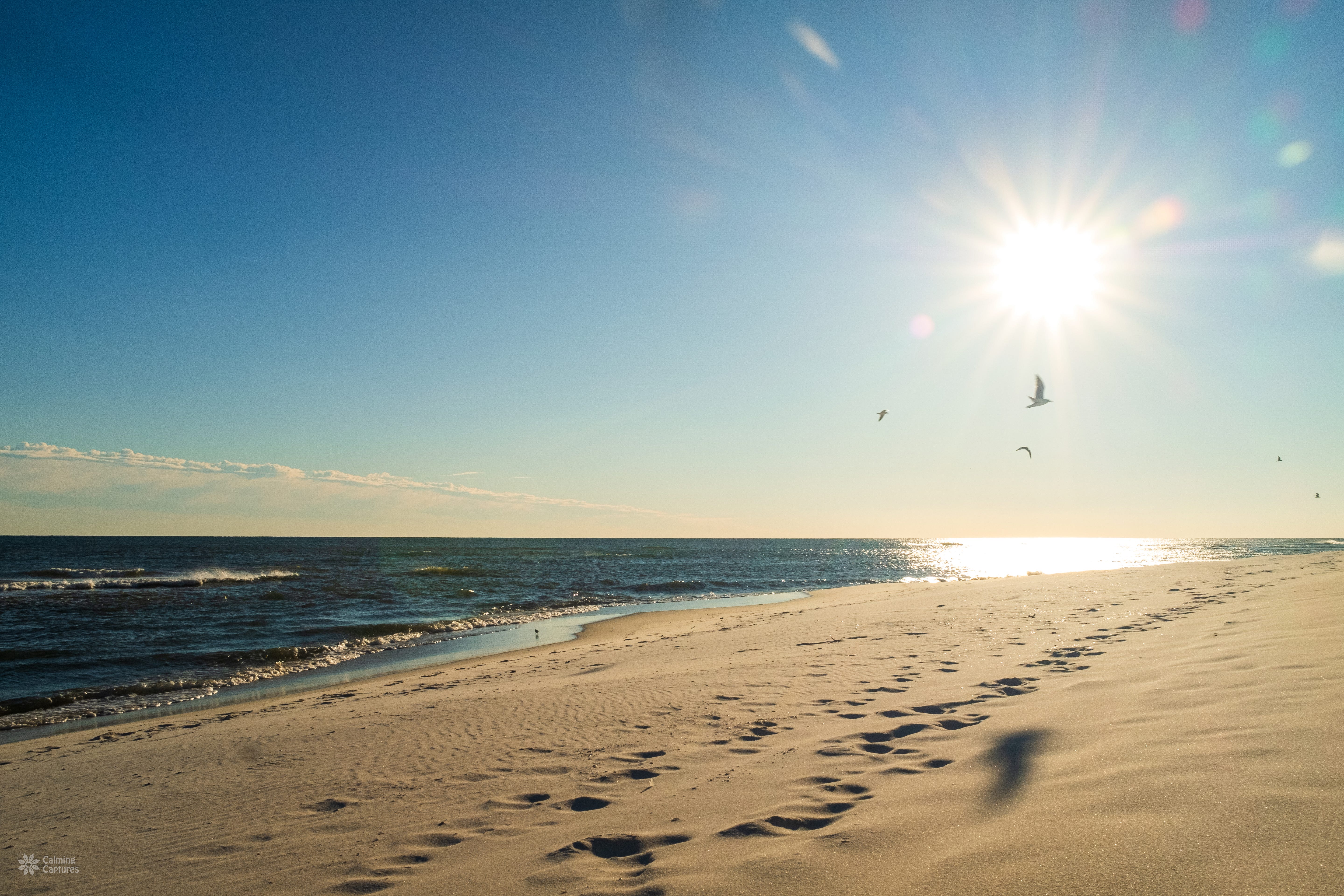 Birds flying along the beach shore