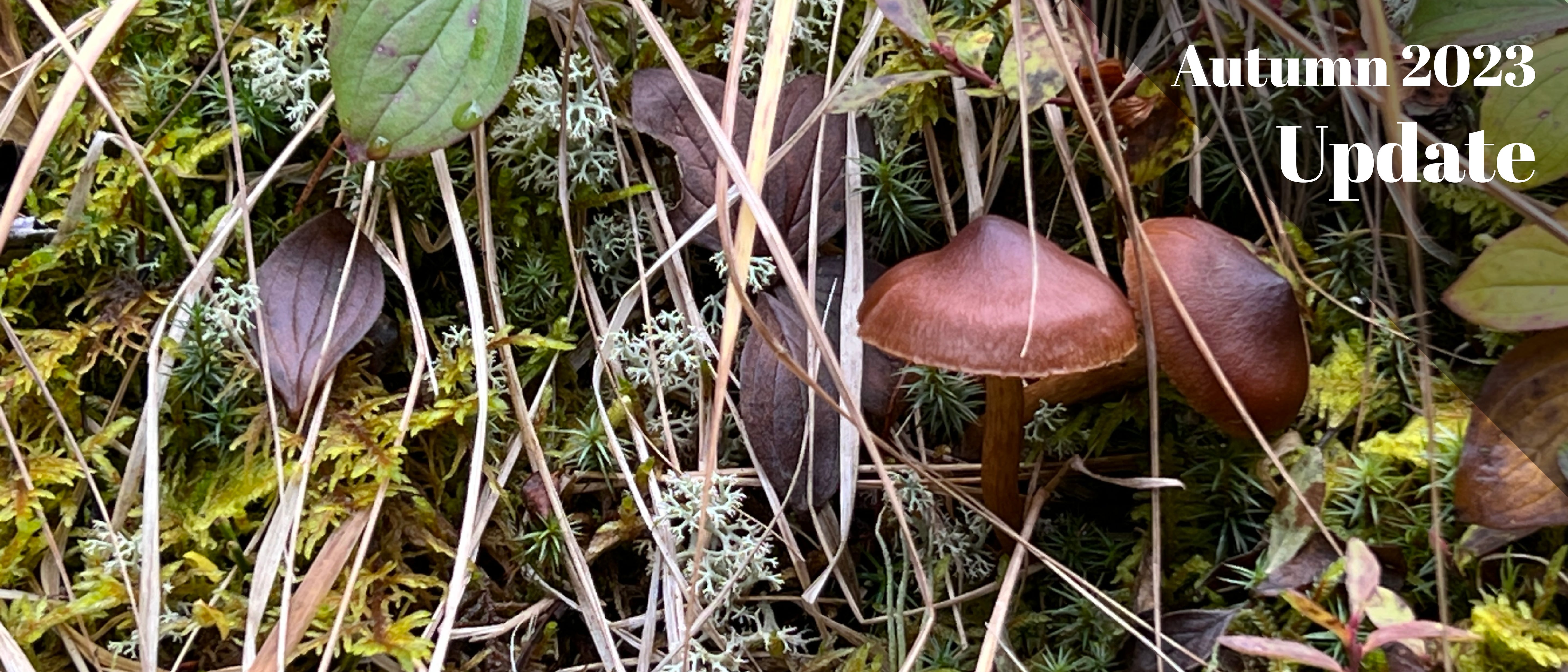 Close up photo of two brown mushrooms growing on a mossy bed with dark brown fallen leaves scattered among yellow blades of grass.