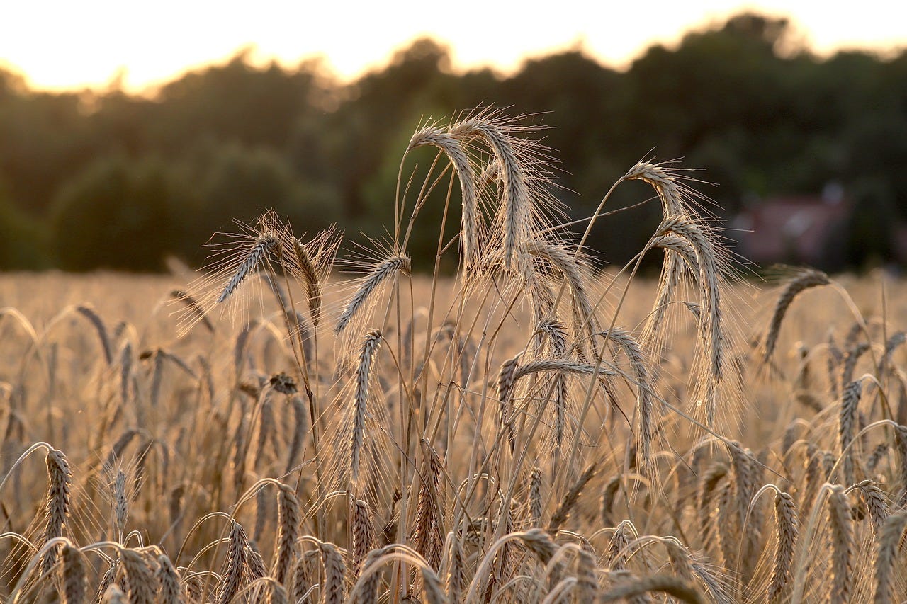 Wheat in full bloom