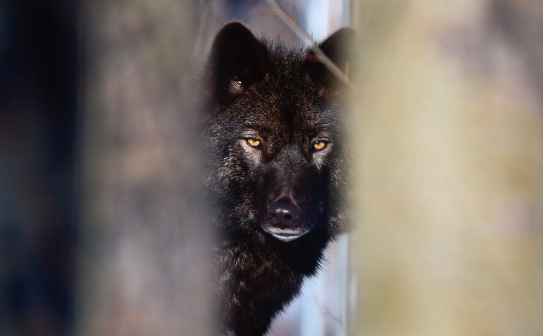 Black wolf