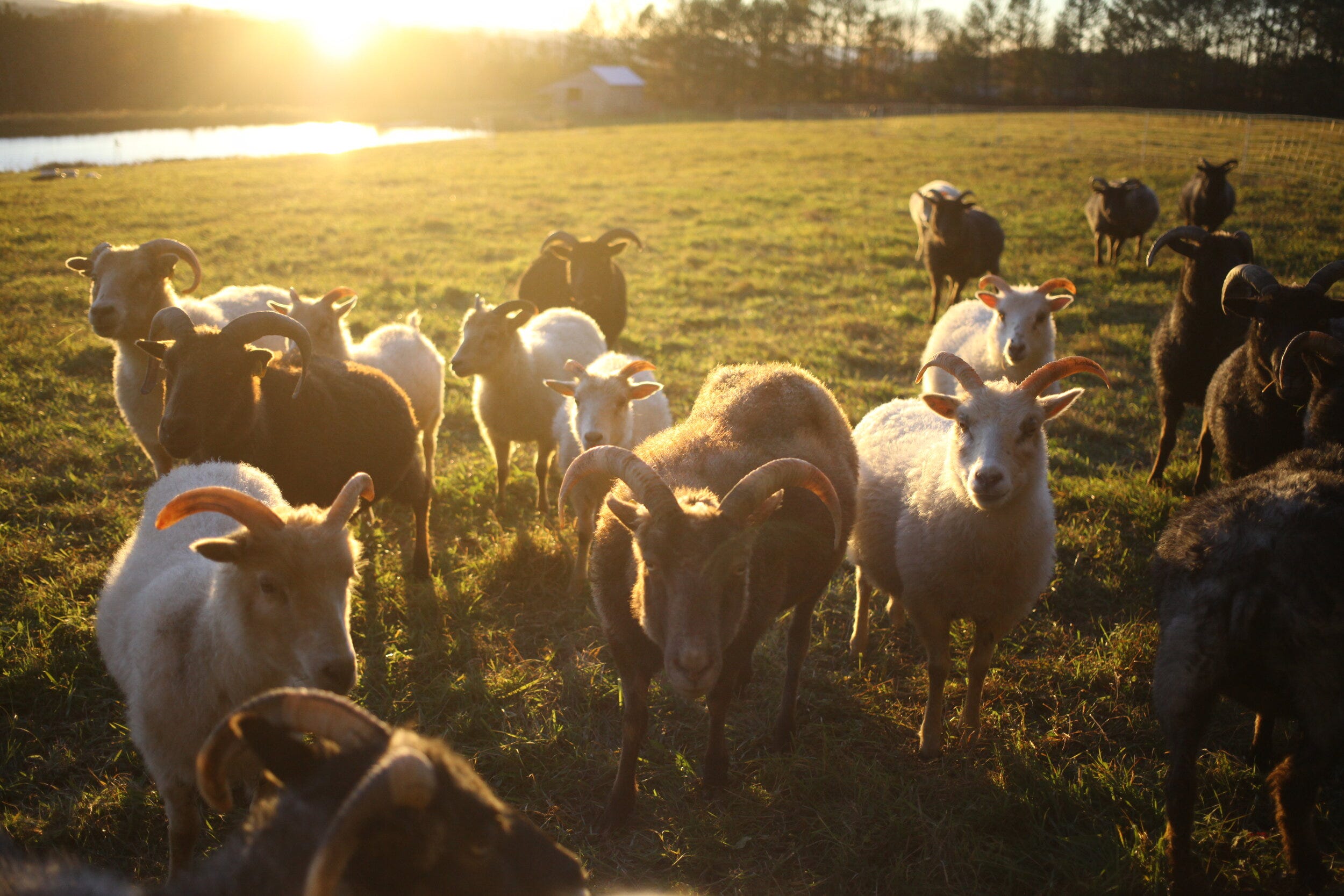 A flock of horned sheep standing in a field at sunset or sunrise