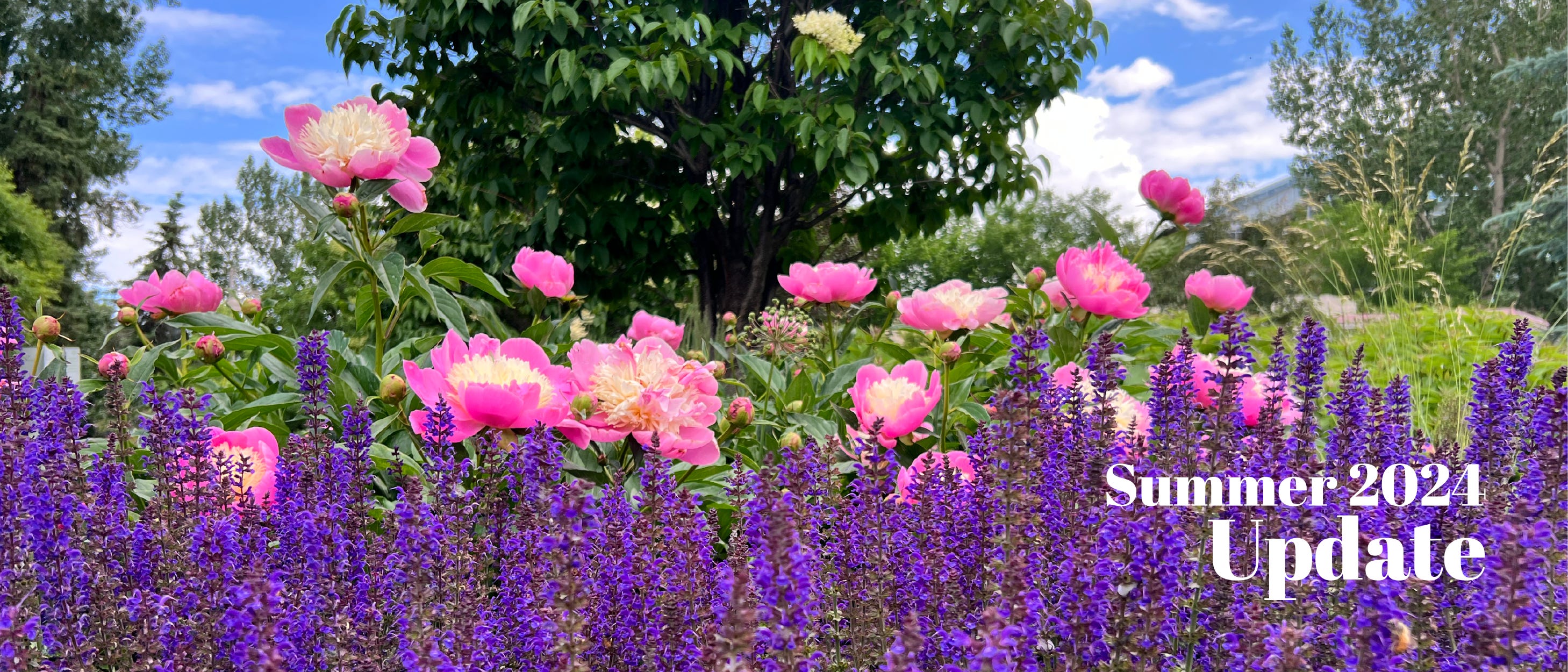 A glorious riot of pink peonies and purple flowers against a sunny background. 