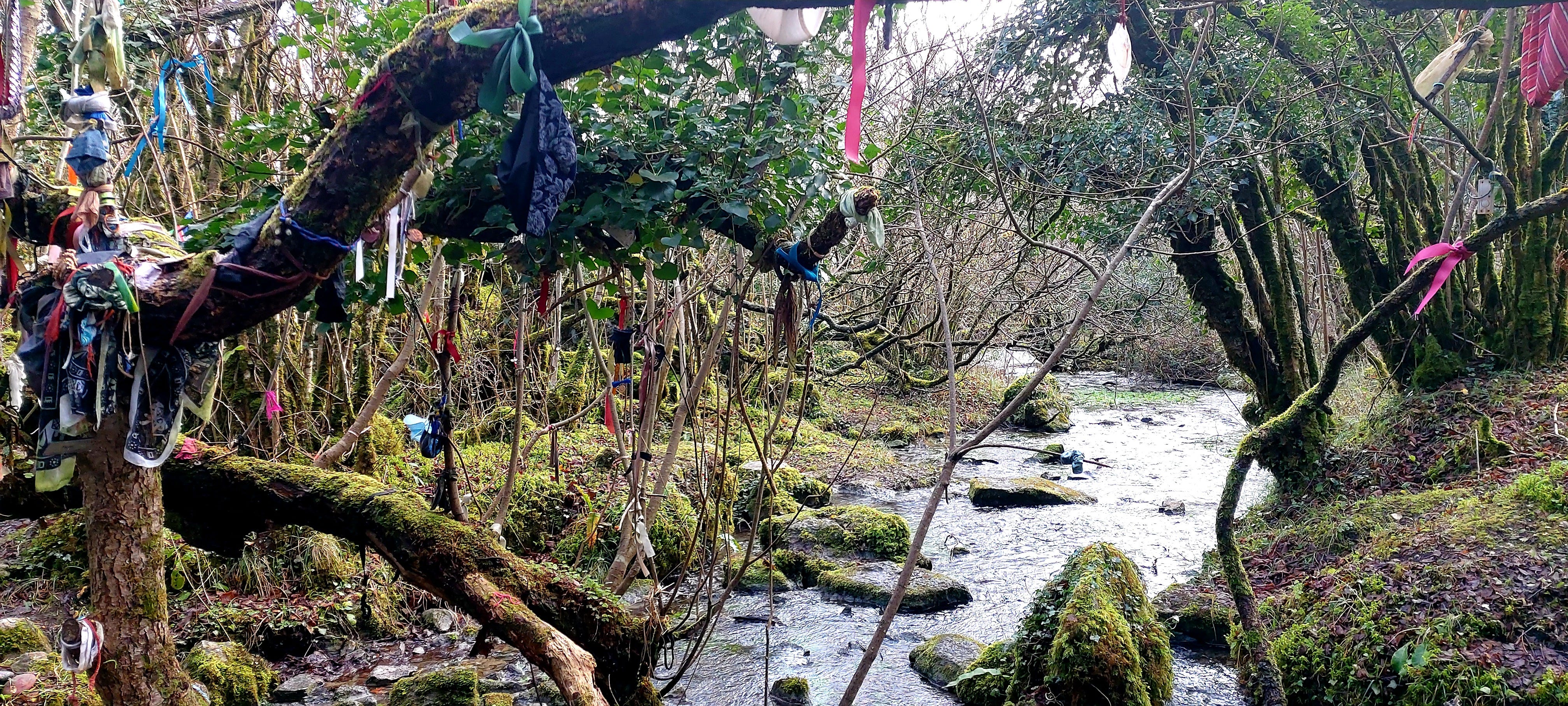A river in County Clare, edged with moss-covered boulders, and surrounded by wild forest. To the left of the image, a fairy tree is festooned with rags and gifts, and it sends out one gnarly decorated branch across the river, and across the image.