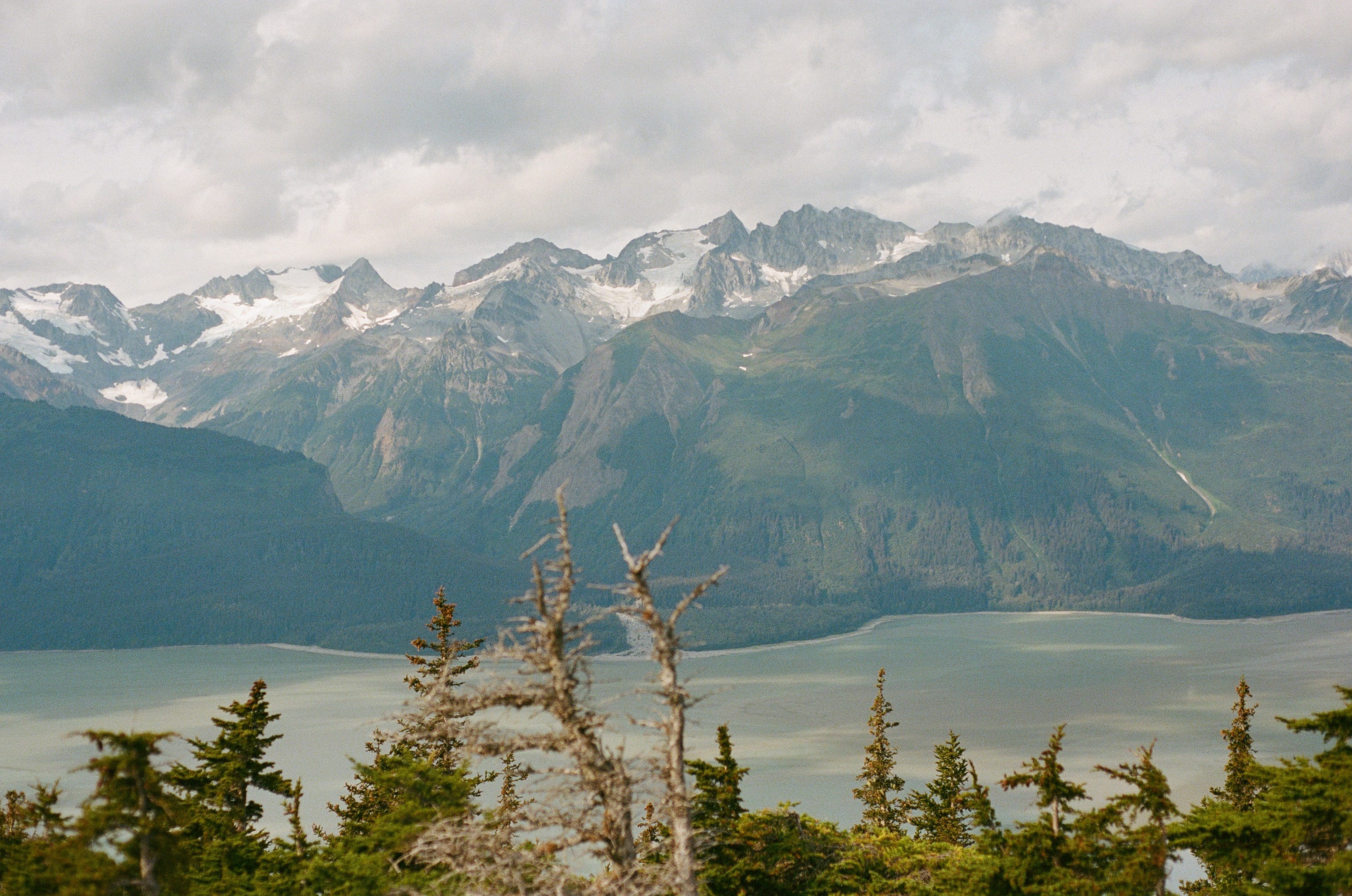 a view of mountains and a tidal river from atop a mountain. coniferous trees can be seen in the foreground.