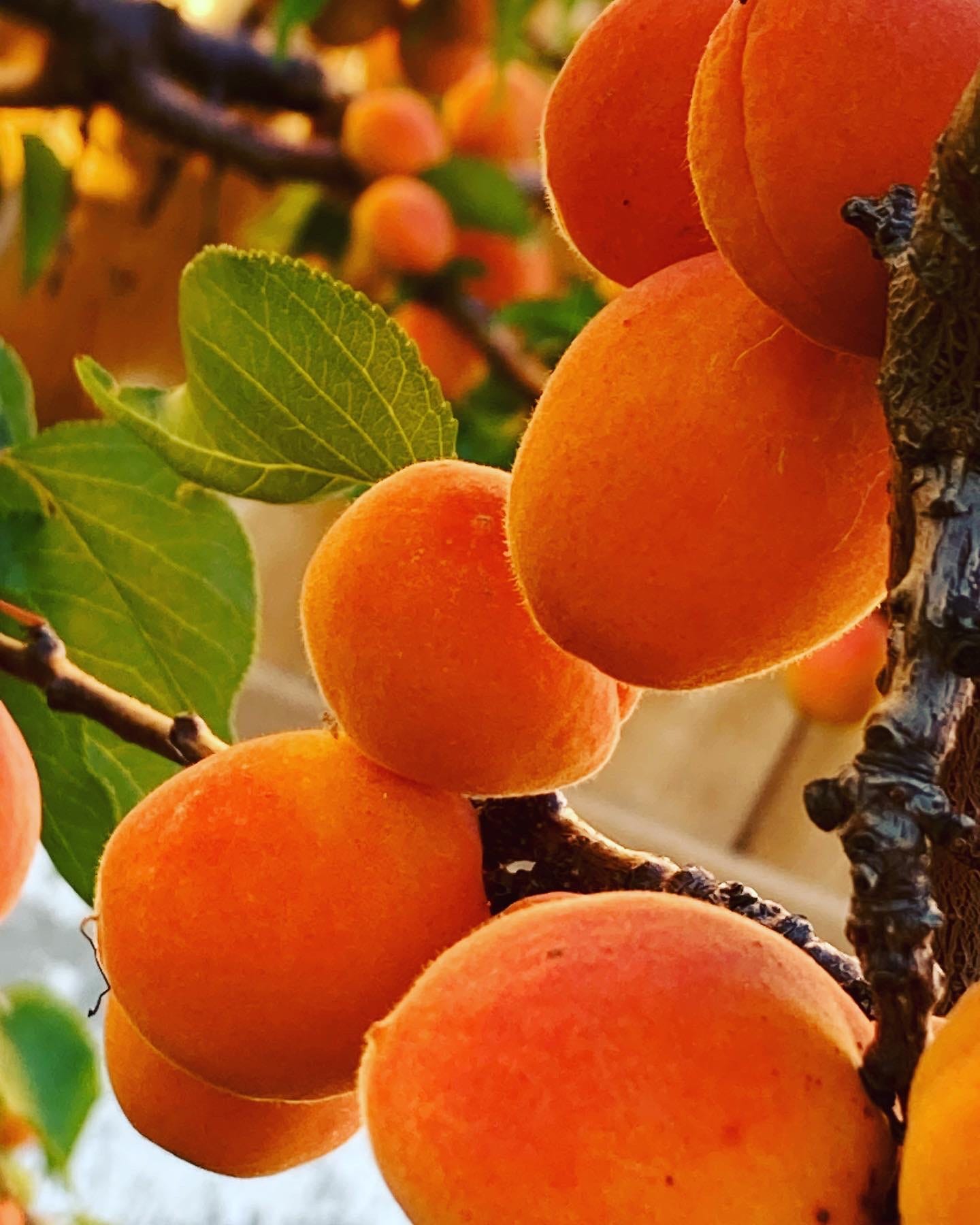 Close up image of ripe apricots still on the tree