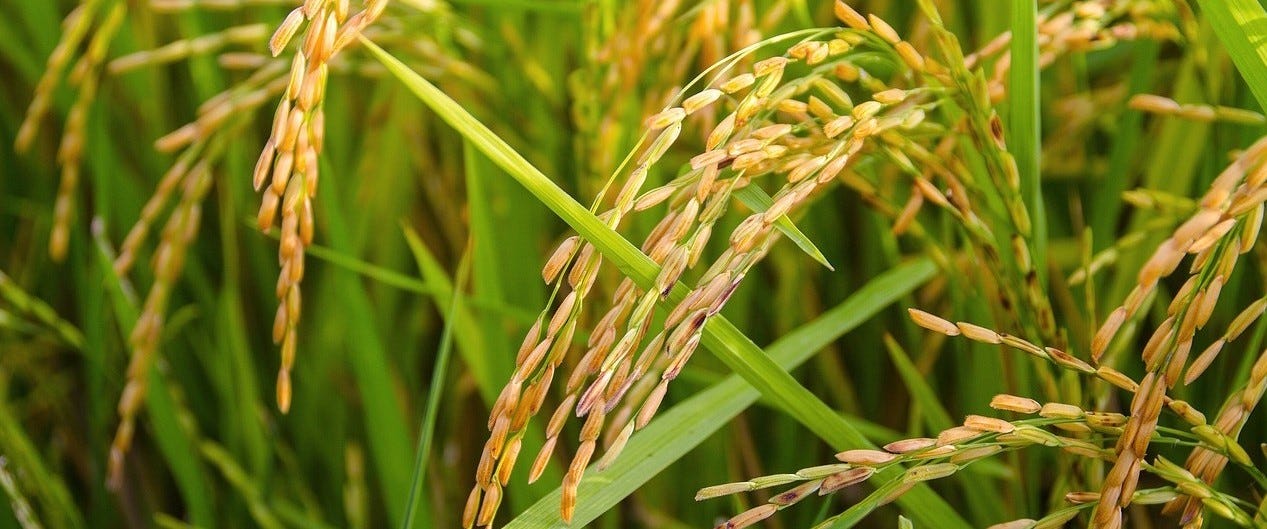 https://pixabay.com/photos/rice-ears-of-rice-golden-color-1594612/