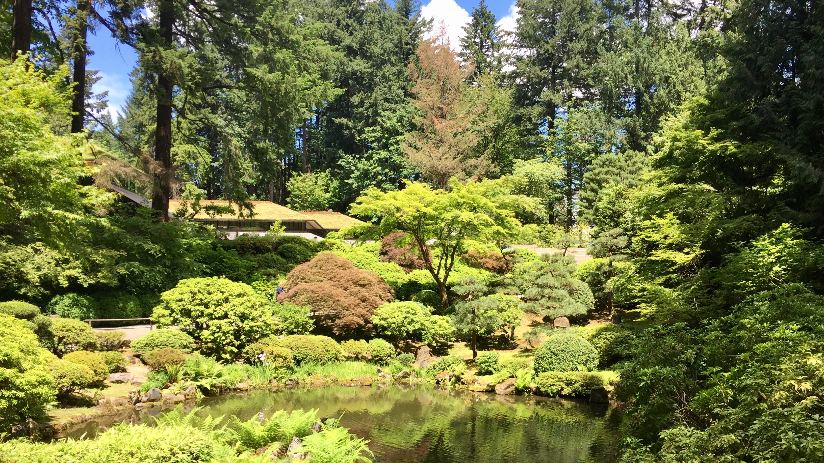 A lush Japanese garden with pond and surrounding garden beds of temperate shrubs and trees, backed by large evergreen trees, and a raised terrace are with buildings just out of view.