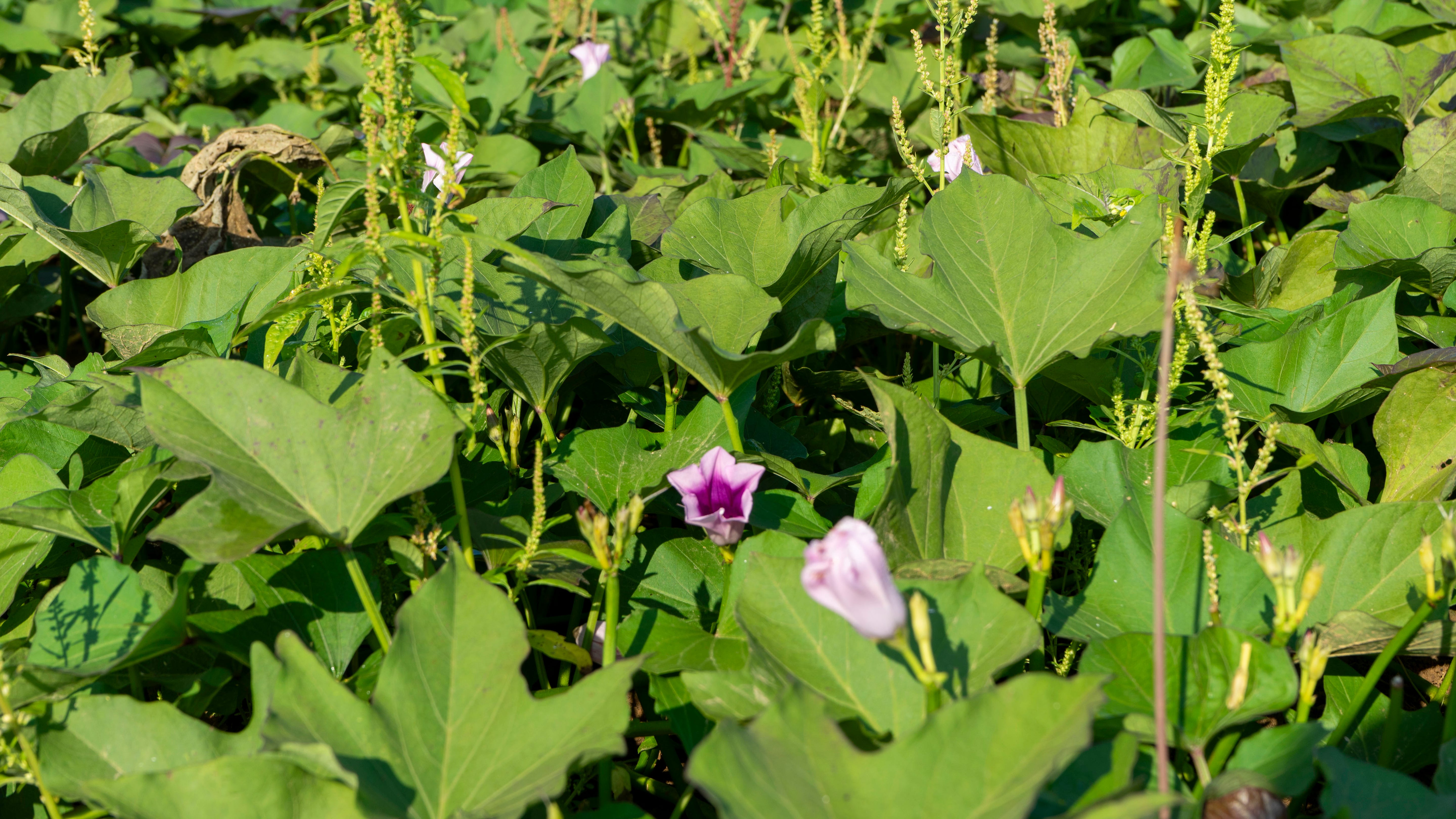 A field full of purple flowers and green sweet potato leaves.