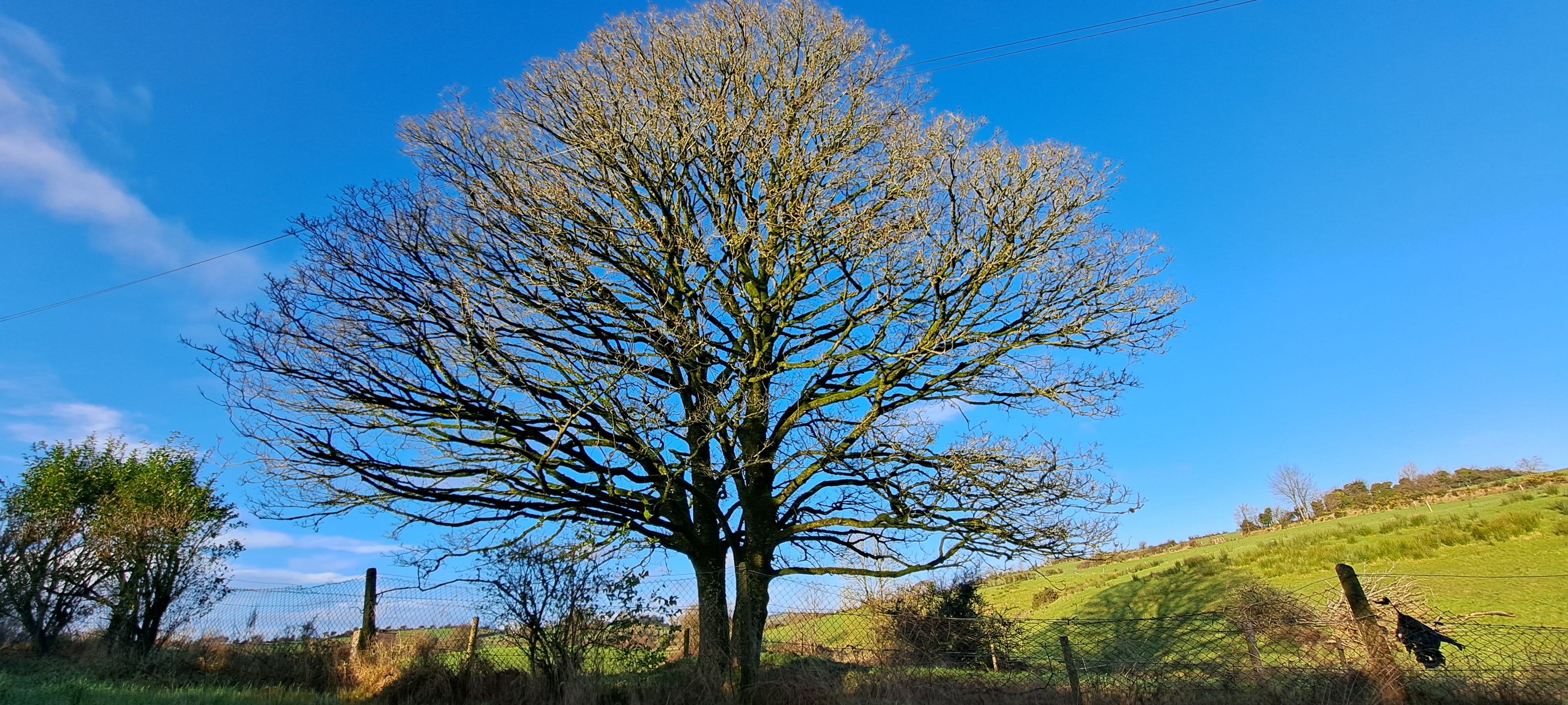 Huge tree set against a bright blue sky, its branches bare apart from lichens and moss. 