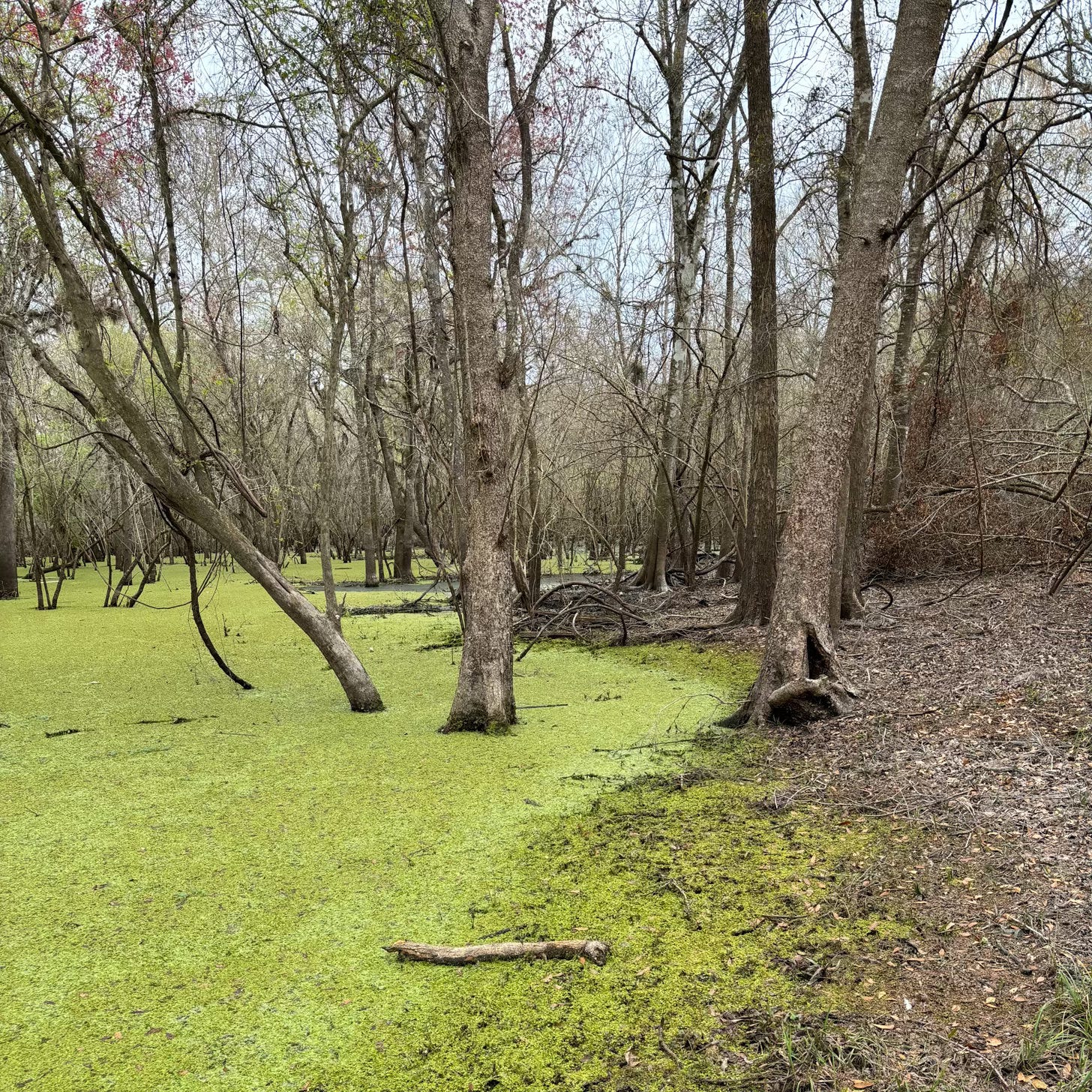 Cypress trees growing in swampy water covered with bright green algae