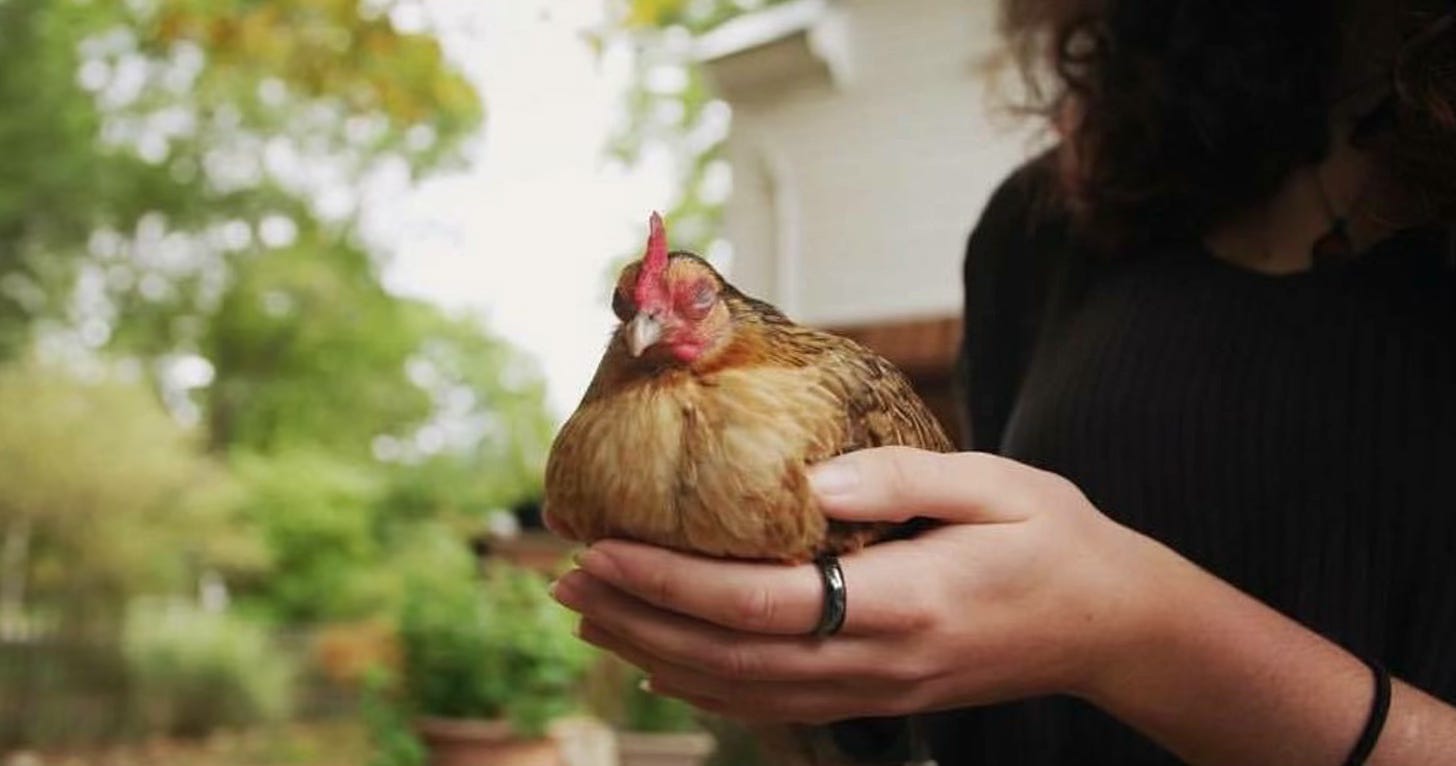 a small chicken resting in a woman's cupped hands