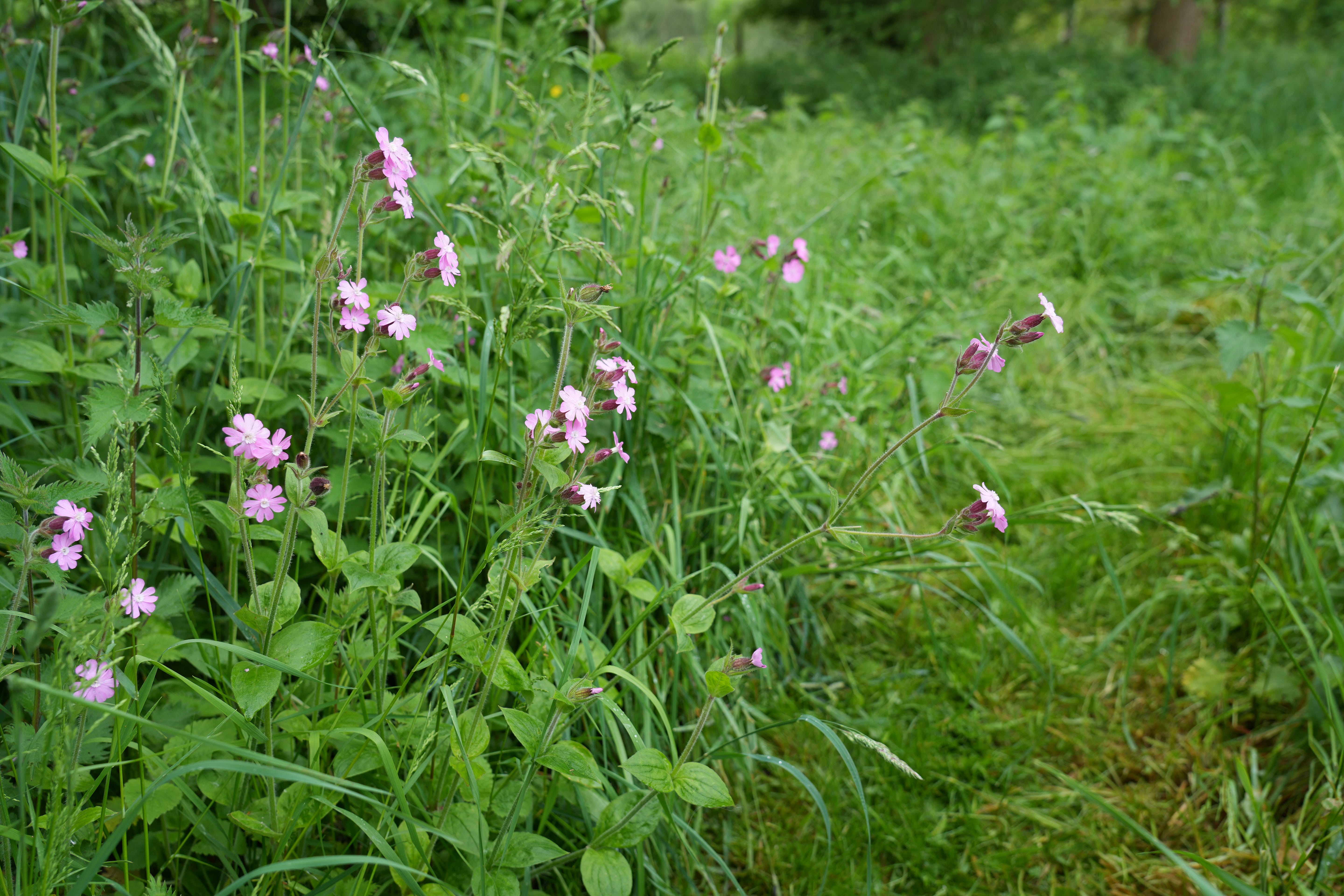 Silene dioica growing in rough highly competitive grass next to a path in our wilder garden
