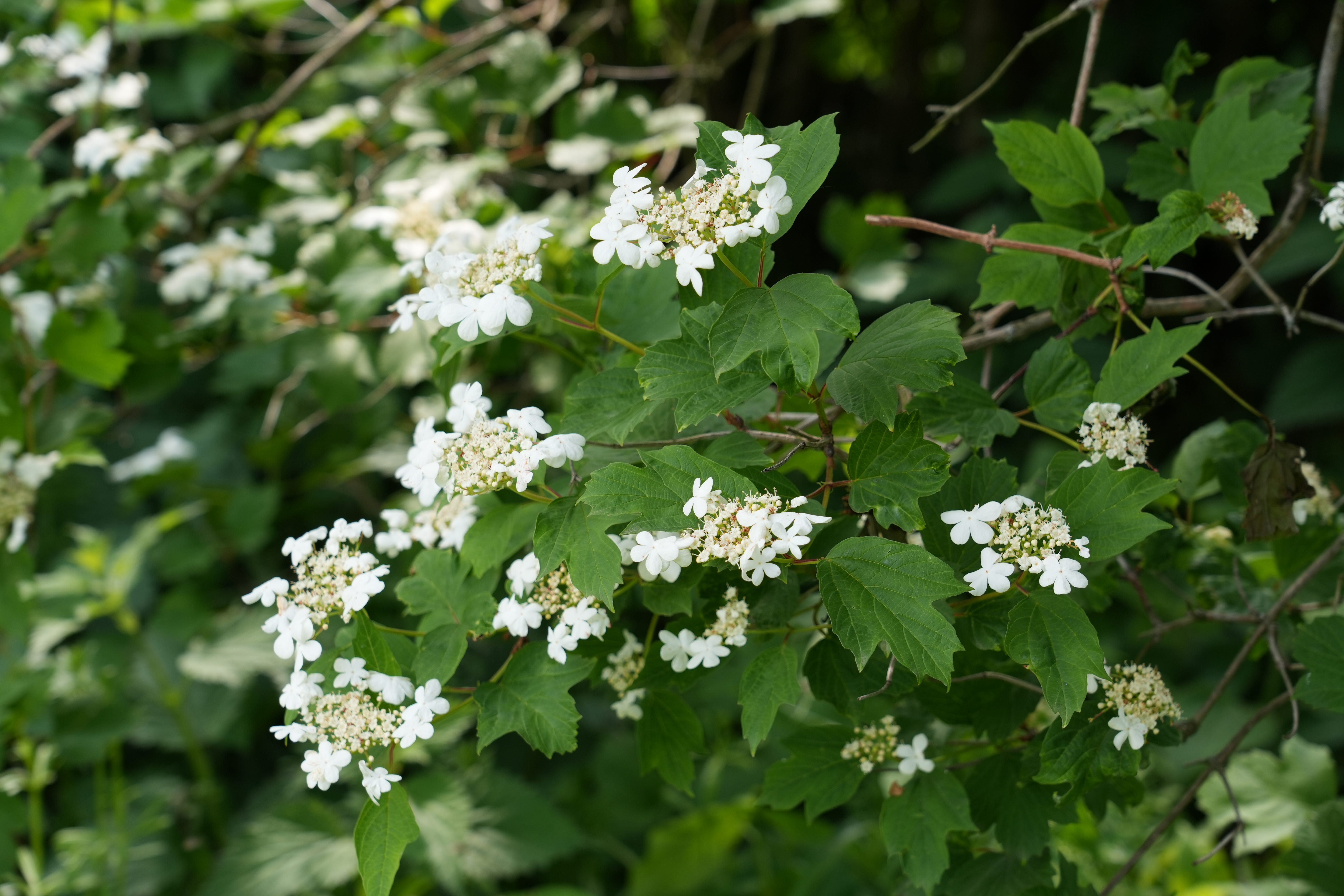 Viburnum opulus flowers are flat discs of many small flowers, with showy sterile florets around the outer edge. Leaves are beautifully shaped too. Viburnum opulus flowers are flat discs of many small flowers, with showy sterile florets around the outer edge. Leaves are beautifully shaped too.