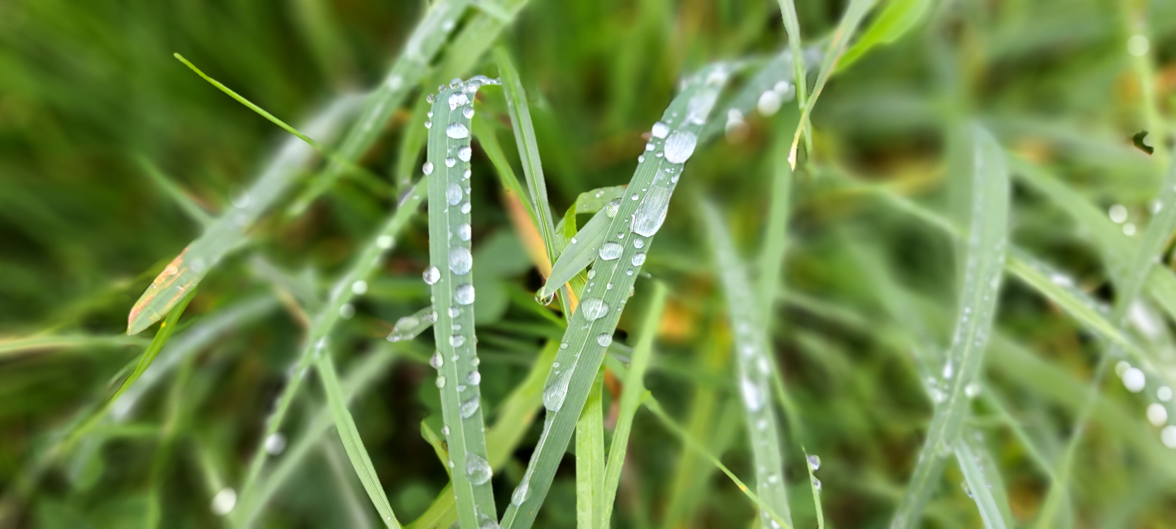 Close up image focussing on droplets of water weighing down blades of green grass with background blurred out, the image is full of different shades of green and the raindrops look like beads of glass.