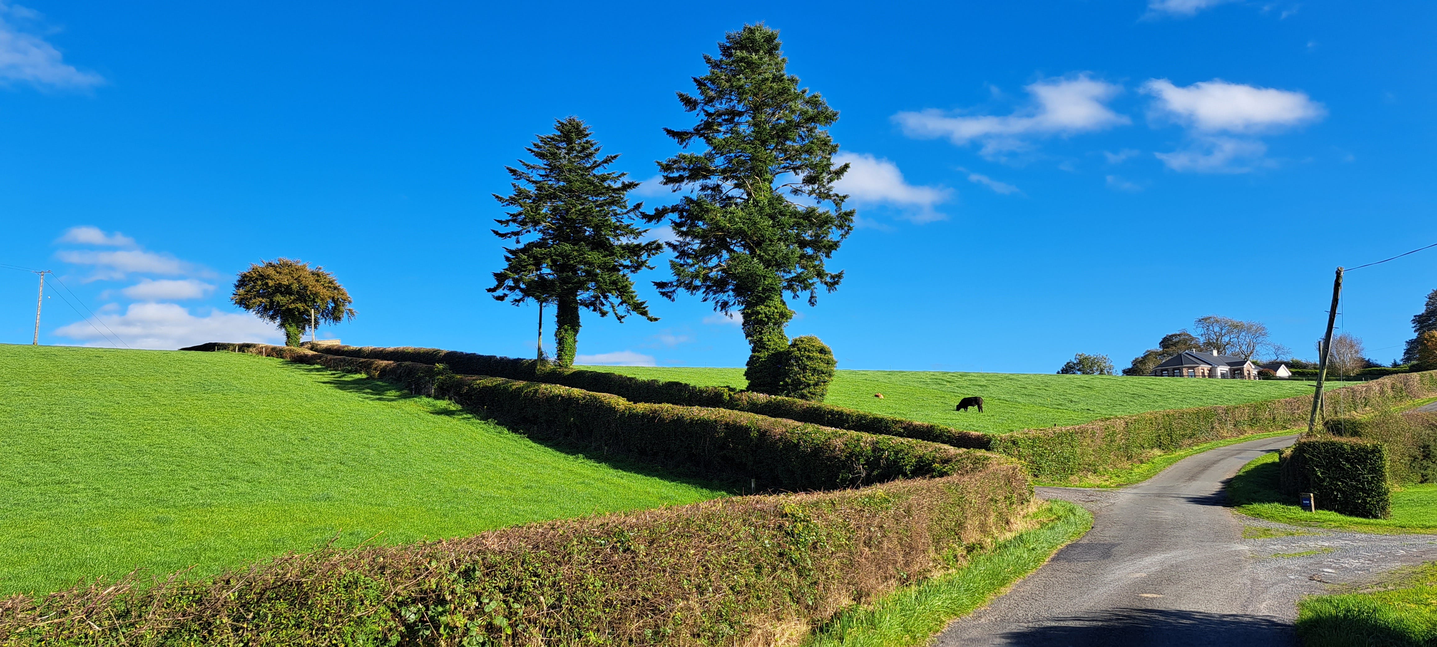 Narrow country lanes bordered by neat hedges. A green field rises beyond the hedge, with a cow grazing in it. There are 3 trees in the centre of the image. The sky is an incredible bright blue. There is a small farm house in the distance to the right of the image.