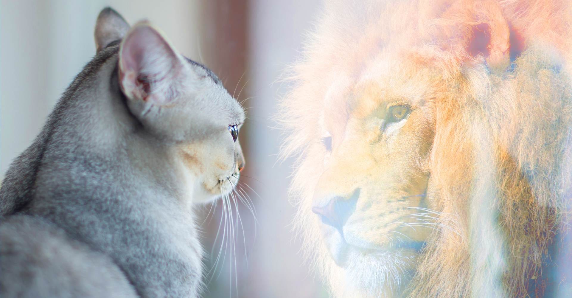 picture of cat seeing self as lion