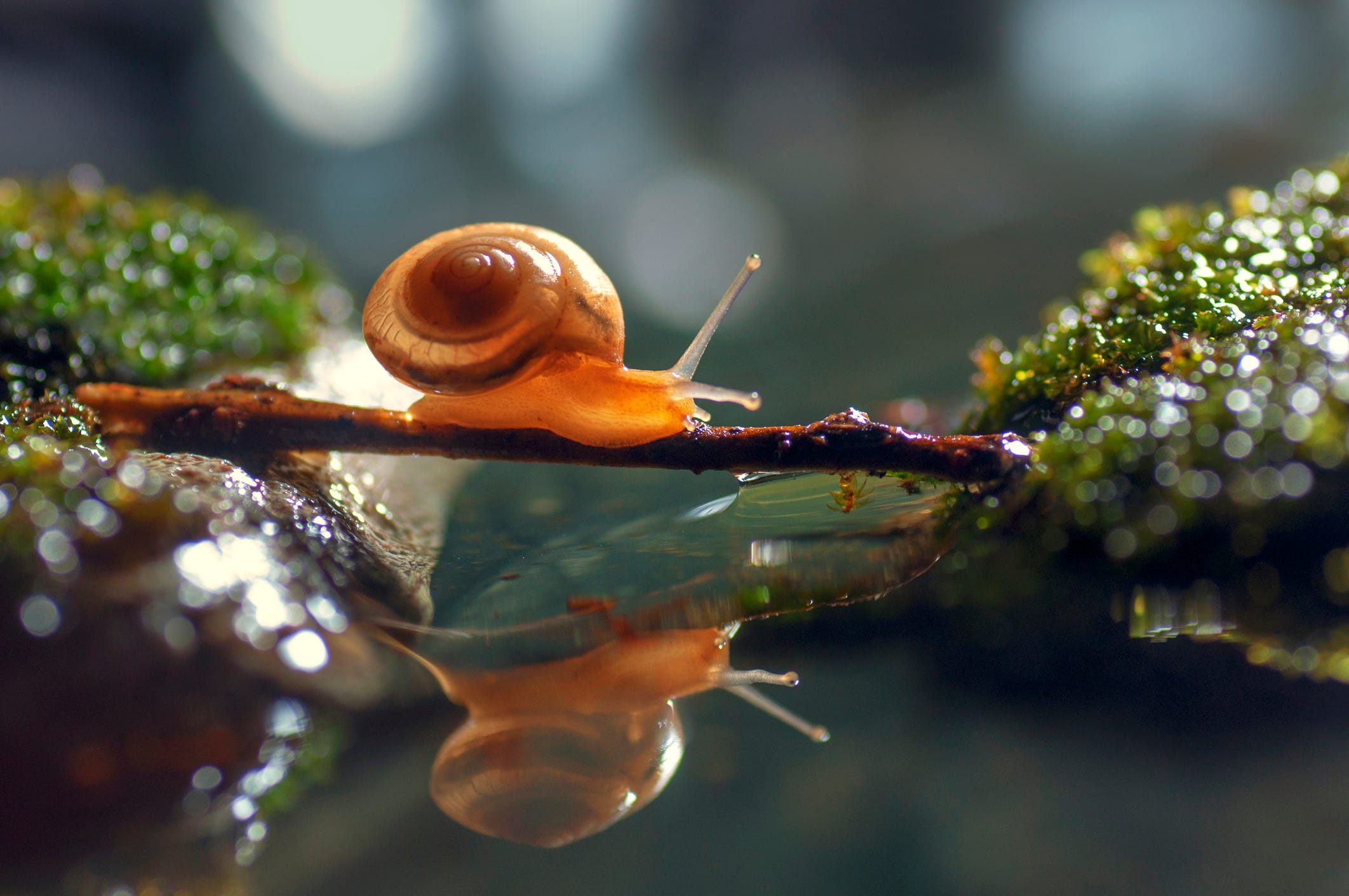 photo of snail in most reflected in water