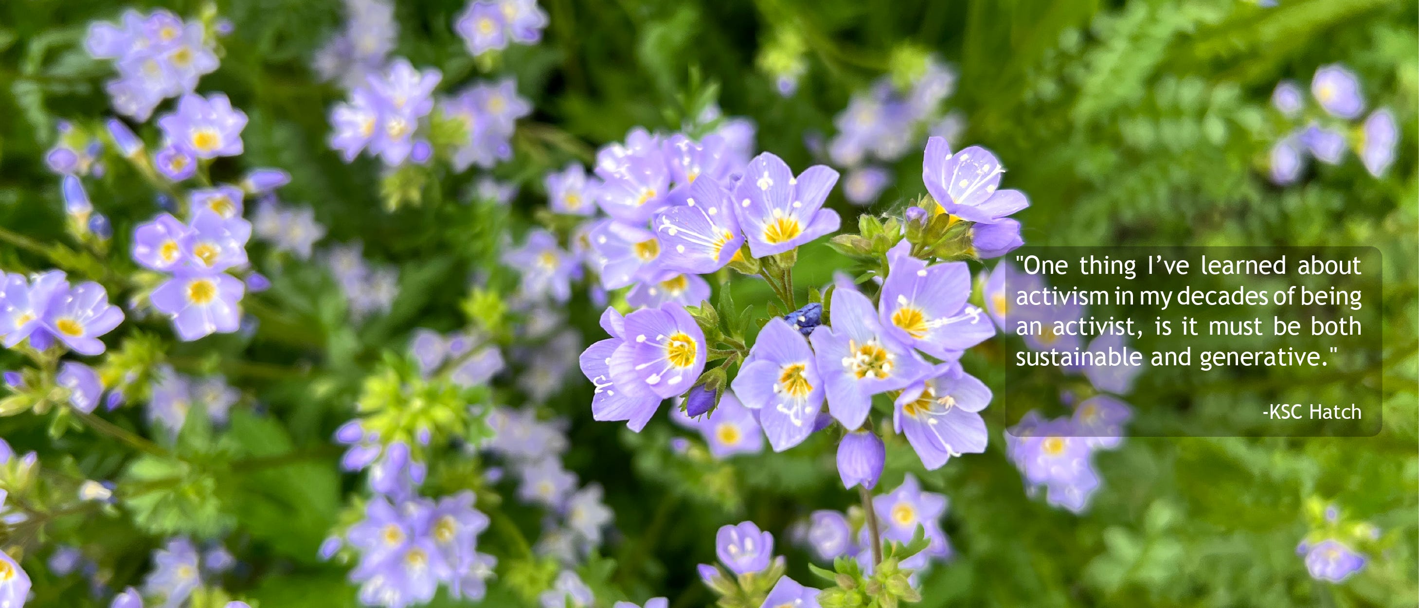 Close up photo of Jacob’s ladder blooms, a small pale purple flower that clusters together. A quote from this blog is to the left of a central cluster of flowers in the image, which reads “One thing I’ve learned about activism in my decades of being an activist, is it musst be both sustainable and generative.” 