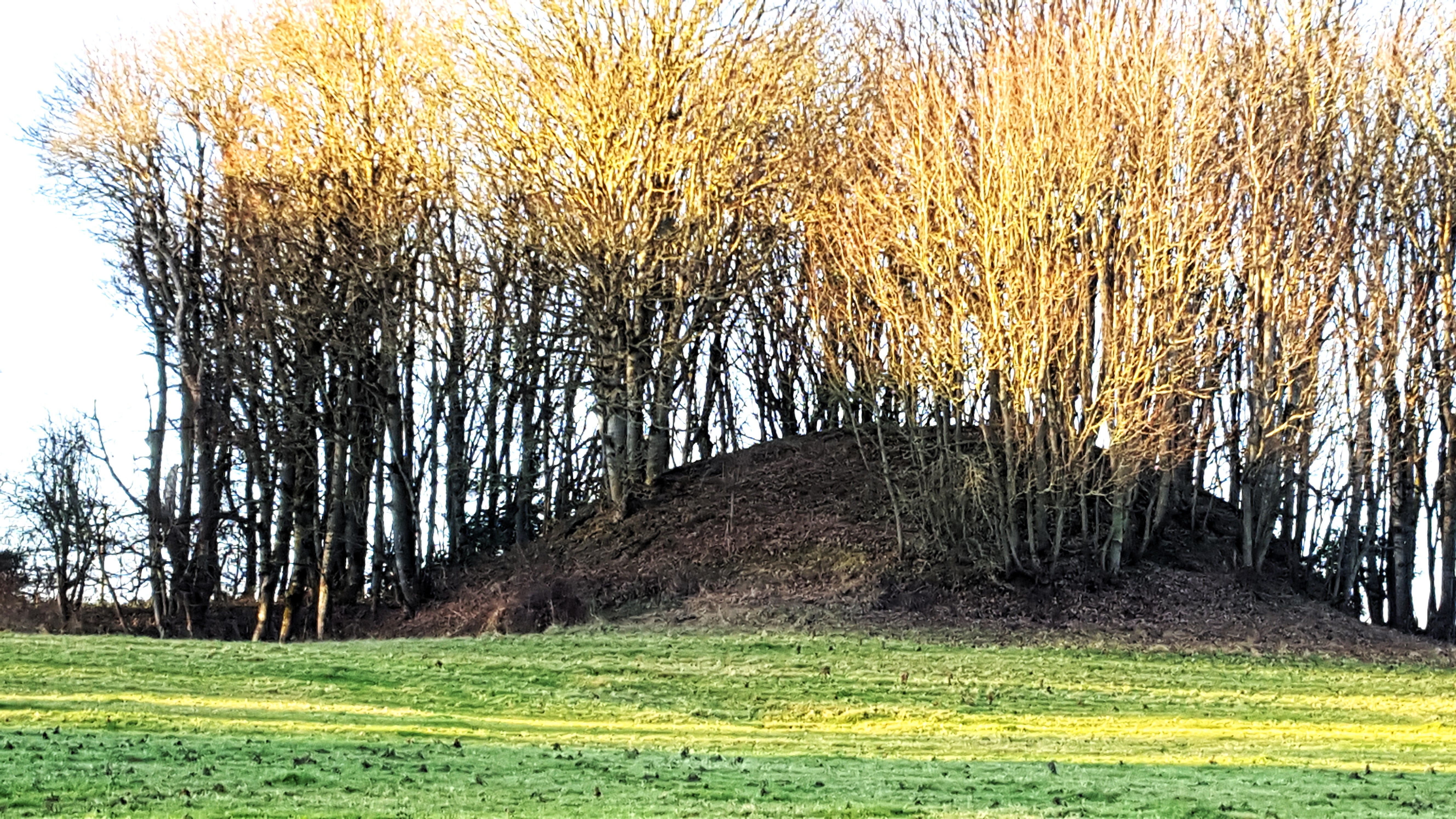 The huge raised dome of Rath Airthir, a burial mound at Telltown beside St Patrick's Church. It is now covered with trees, its three ditches hidden. The sun is slanting across the mound lighting up the bare branches of the trees in golden light.
