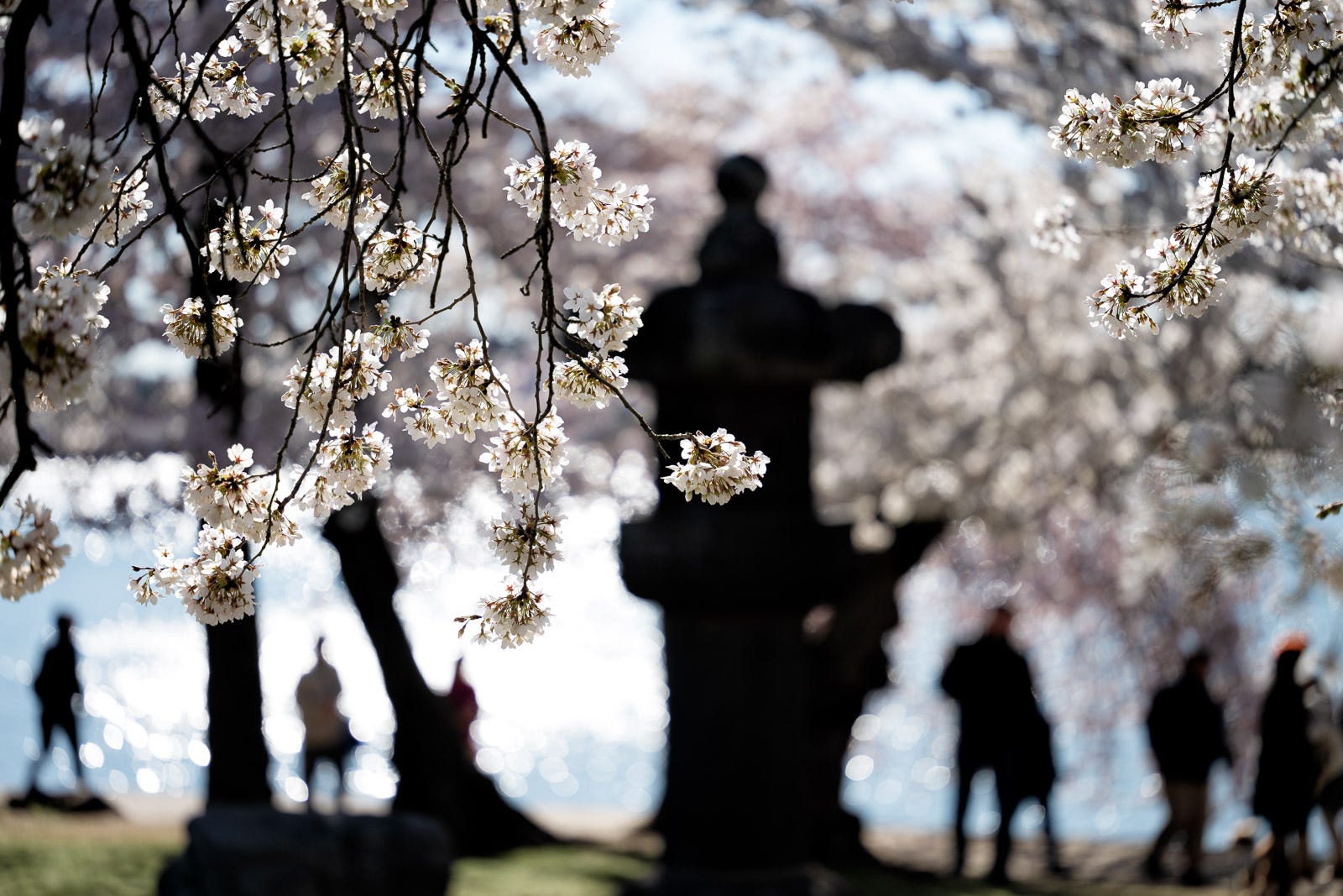 to the 2025 Cherry Blossom Watch!