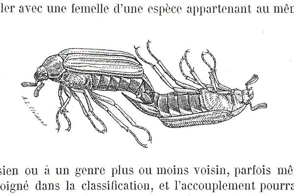 Gadeau de Kerville (1896) drawing of same-sex coupling cockchafer beetles.