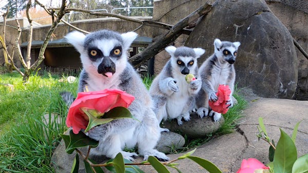 Three ring-tailed lemurs snack on flowers at the Oregon Zoo