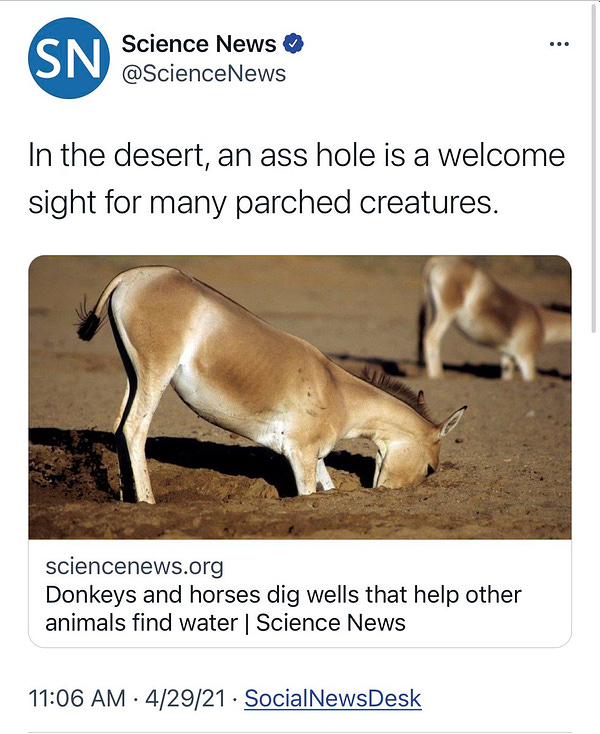 Screenshot of a tweet from 4/29/21 that says “In the desert, an ass hole is a welcome sight for many parched creatures,” and it links to a legit article about donkeys and horses that dig wells to help other animals find water