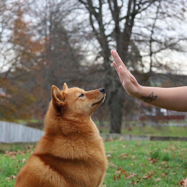 golden finnish spitz looking directly at a hand waiting to pet her