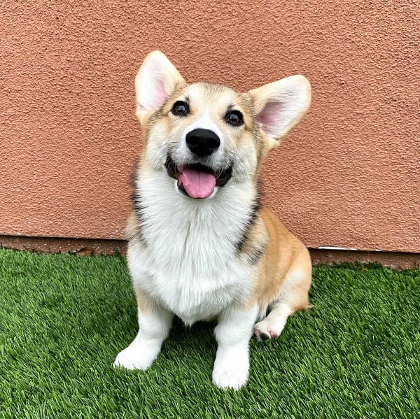 both ears are now up and he’s smiling wide