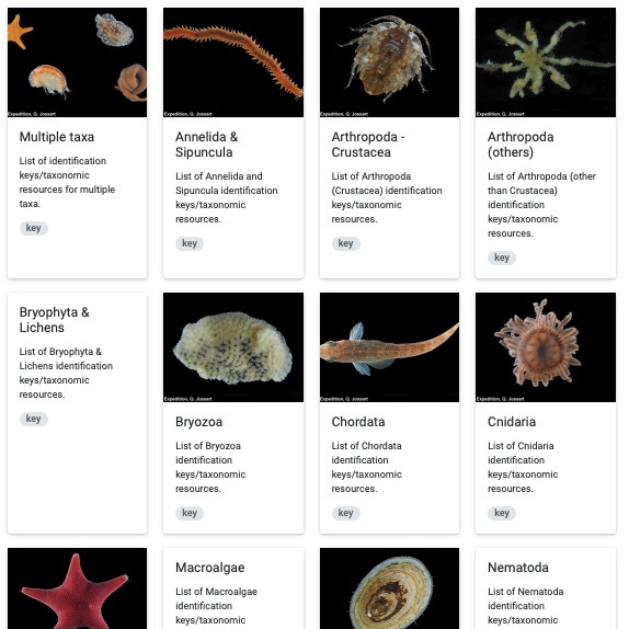 screenshot of https://www.biodiversity.aq/find-data/identification-keys-resources/ with an overview of taxa with Identification keys