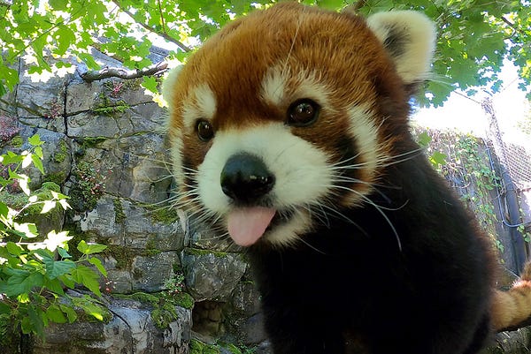 Red panda Moshu sticks his tongue out.